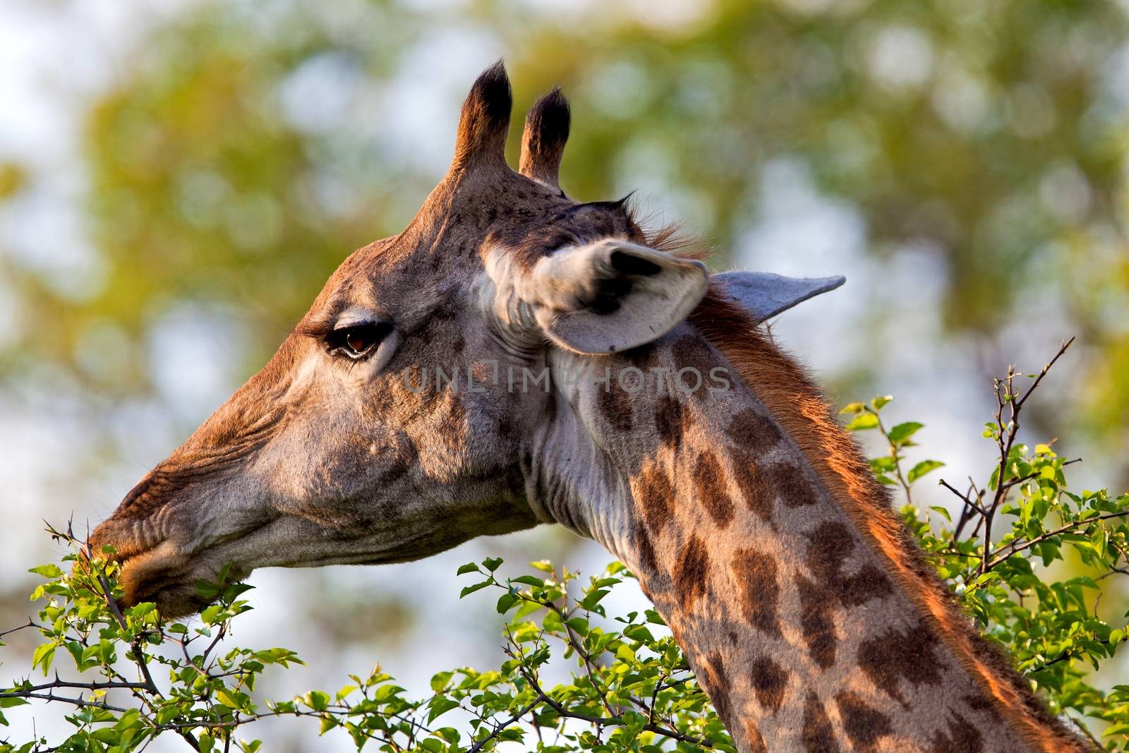 giraffe in tanzanian national park by moizhusein