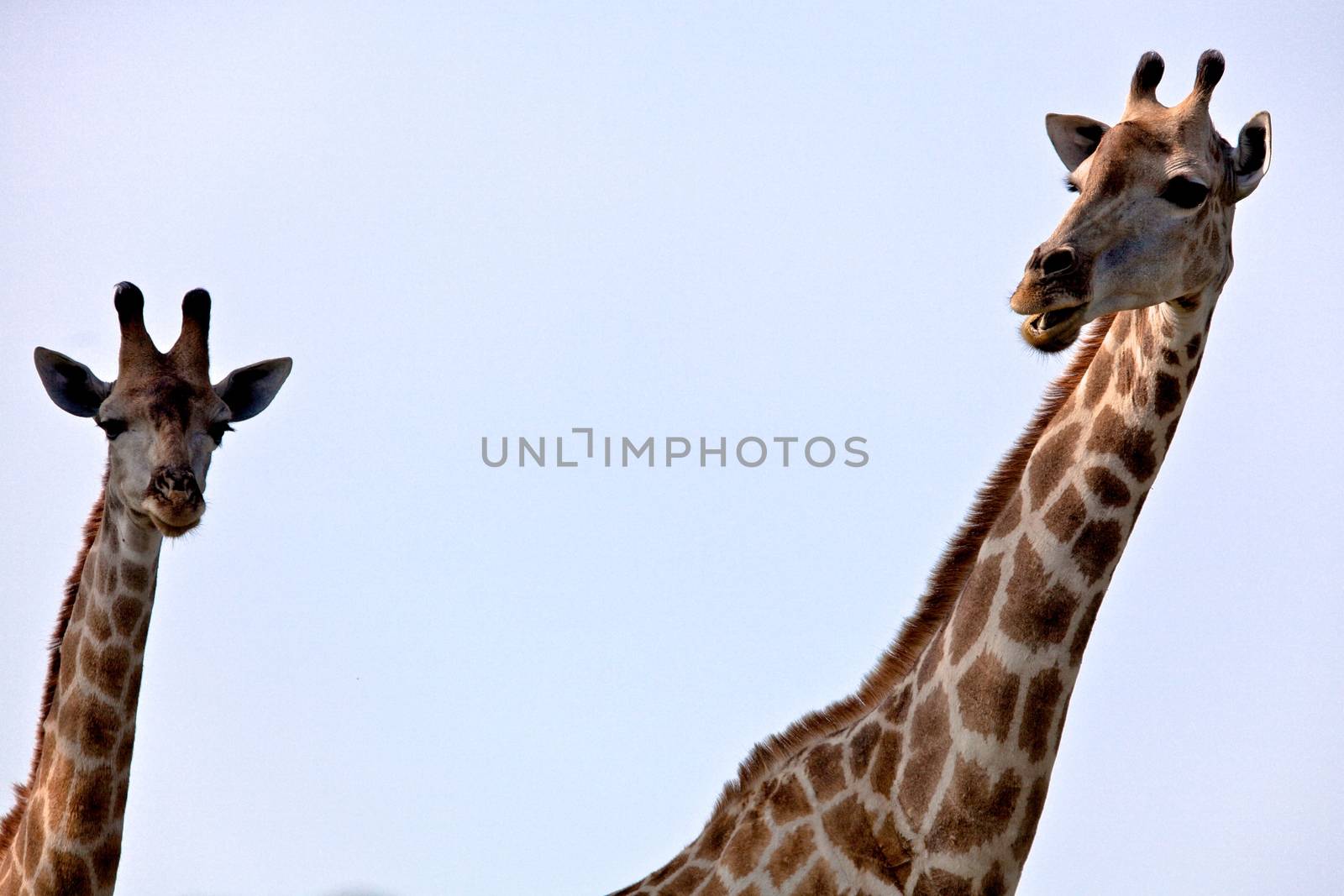 giraffe in tanzanian national park