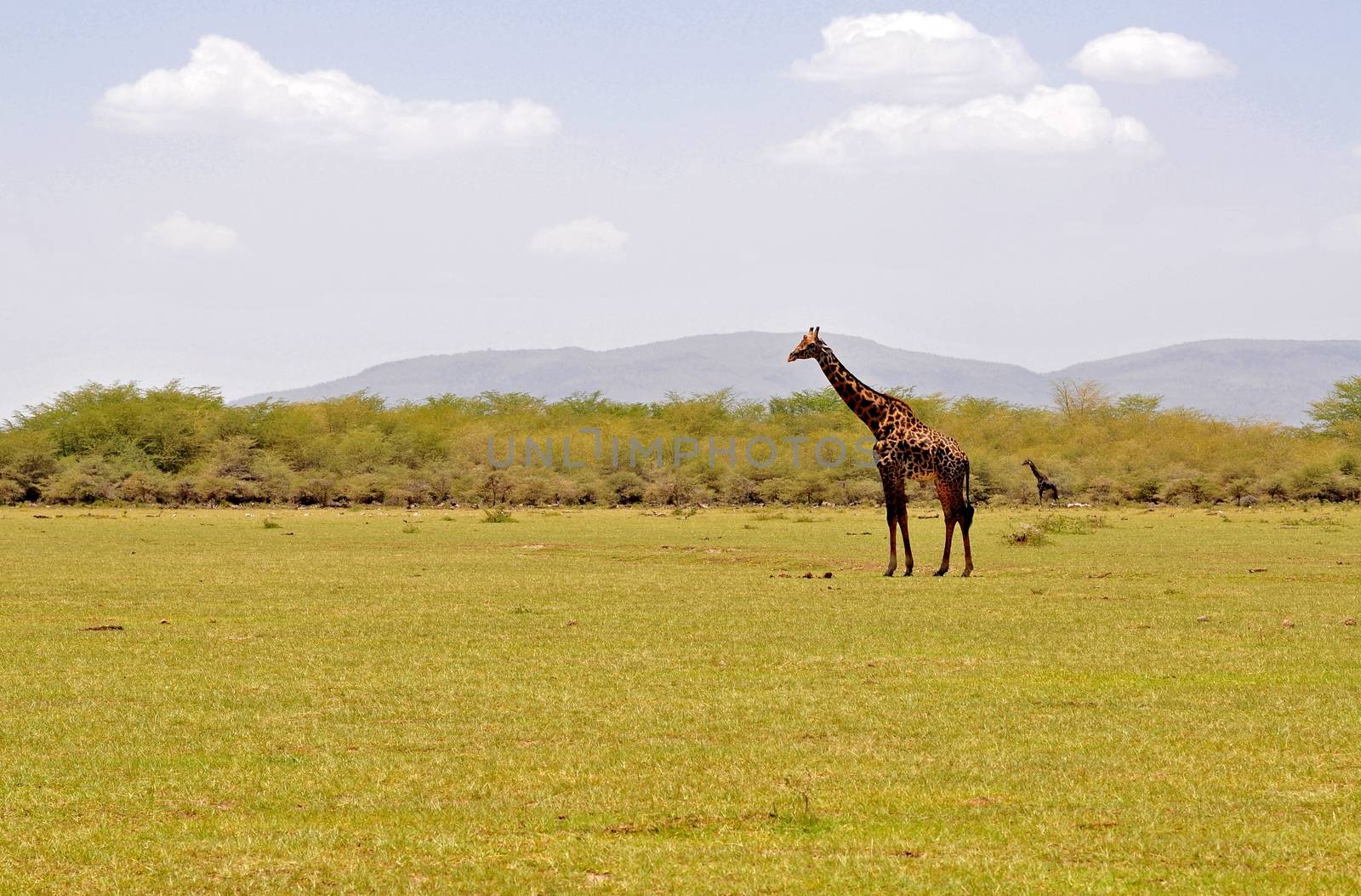 giraffe in tanzanian national park by moizhusein