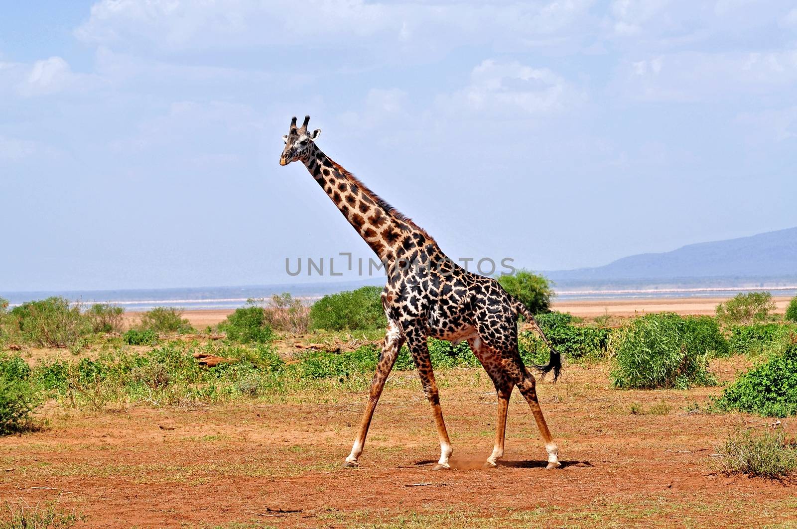 giraffe in national park Tanzania by moizhusein