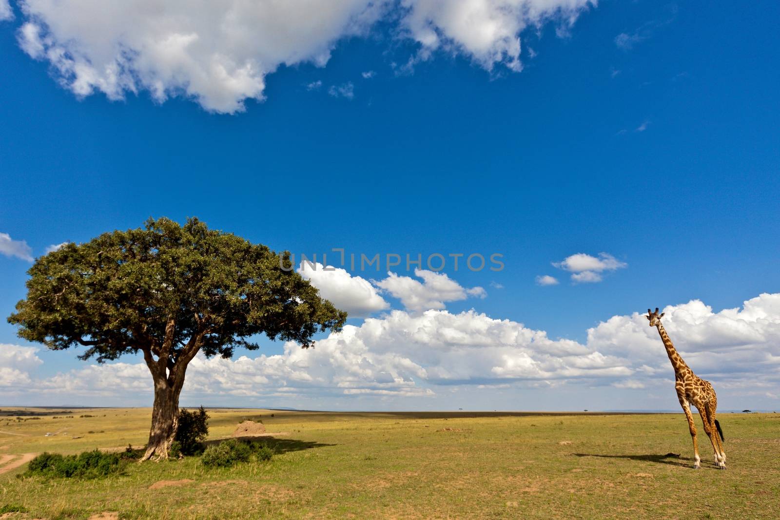 giraffe in national park Tanzania by moizhusein