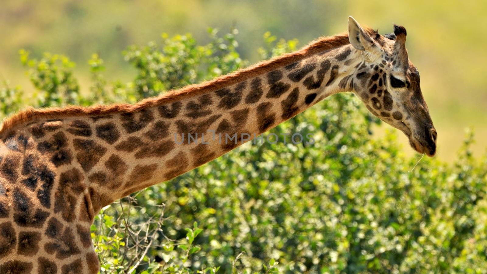 Giraffe in the wild