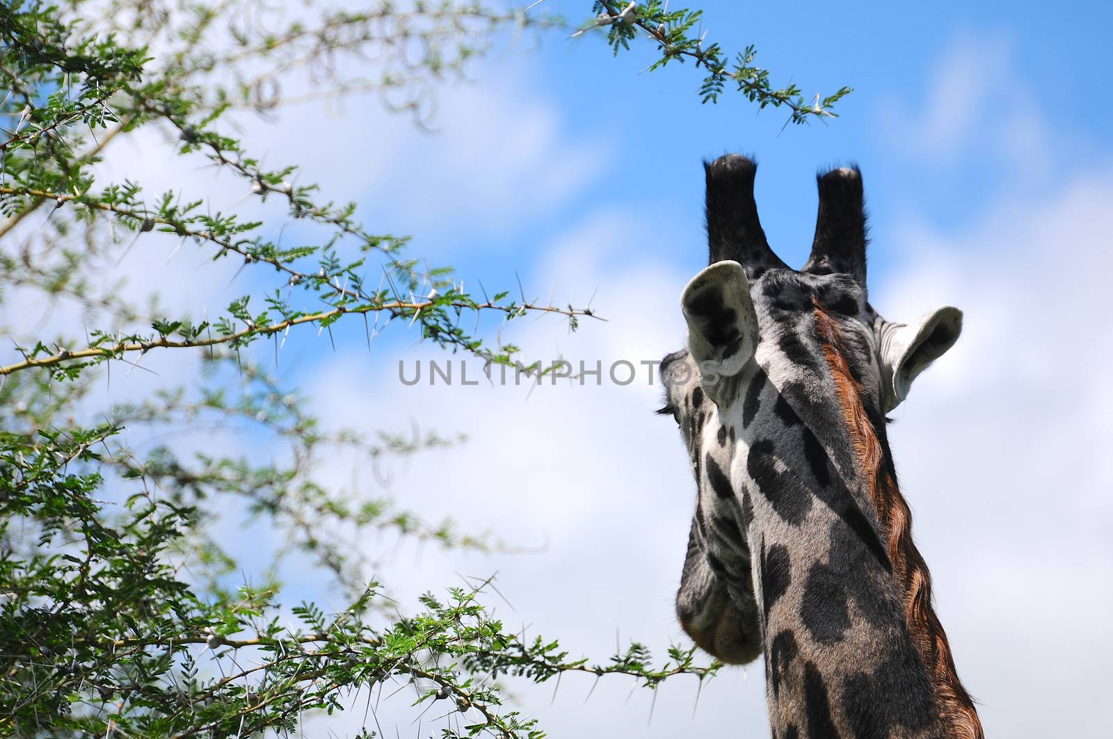 giraffe in national park Tanzania by moizhusein