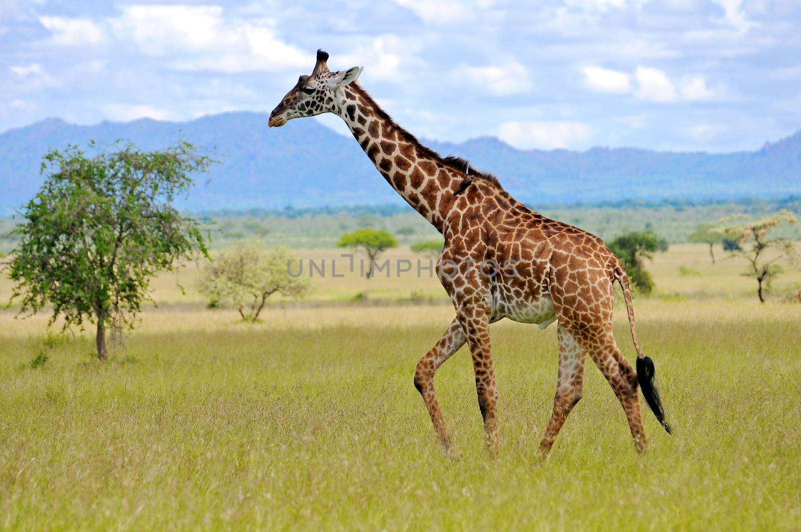 giraffe in national park Tanzania by moizhusein