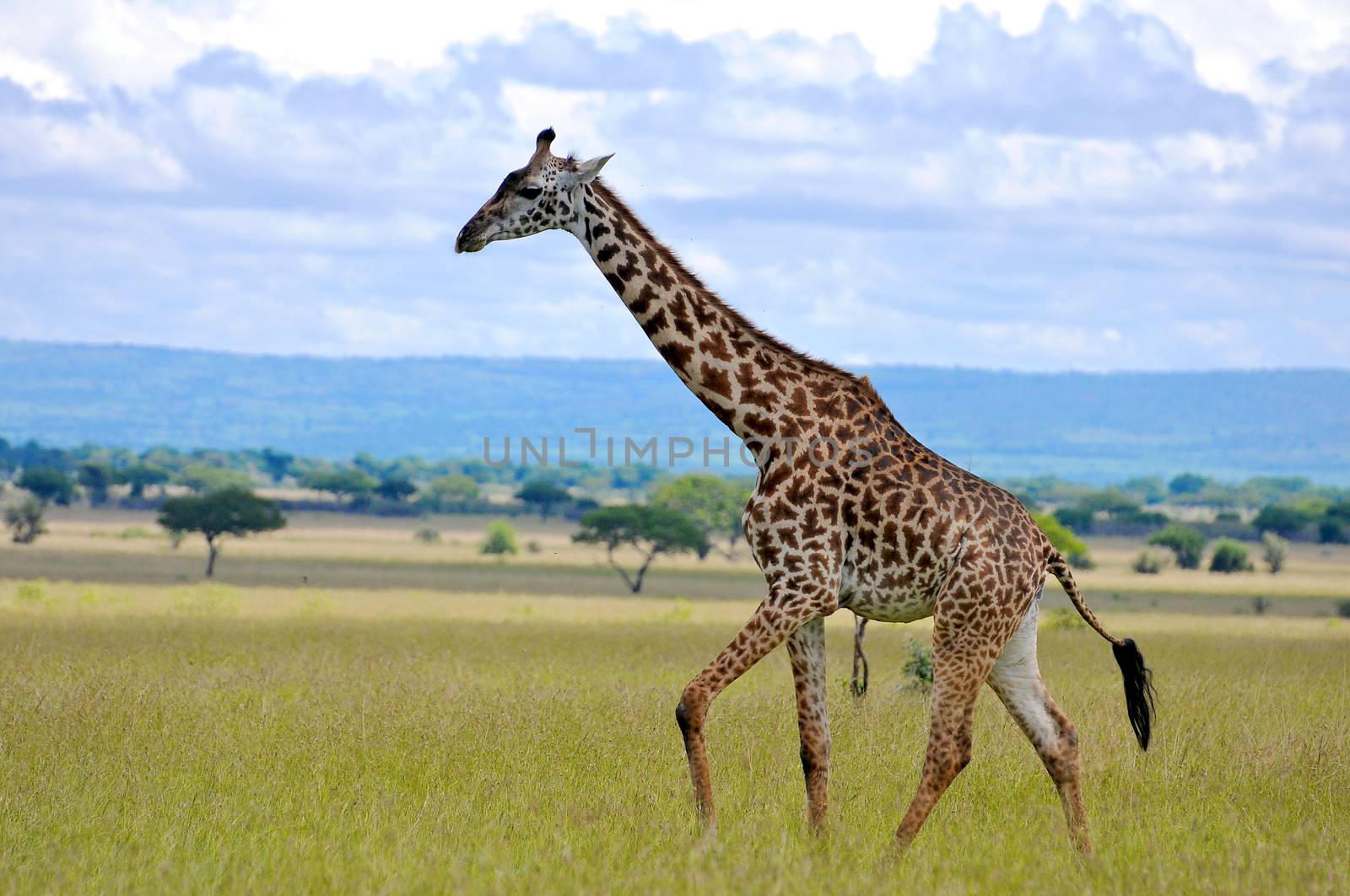 giraffe in national park Tanzania by moizhusein