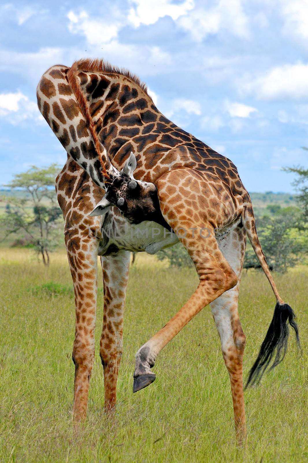 giraffe in national park Tanzania by moizhusein