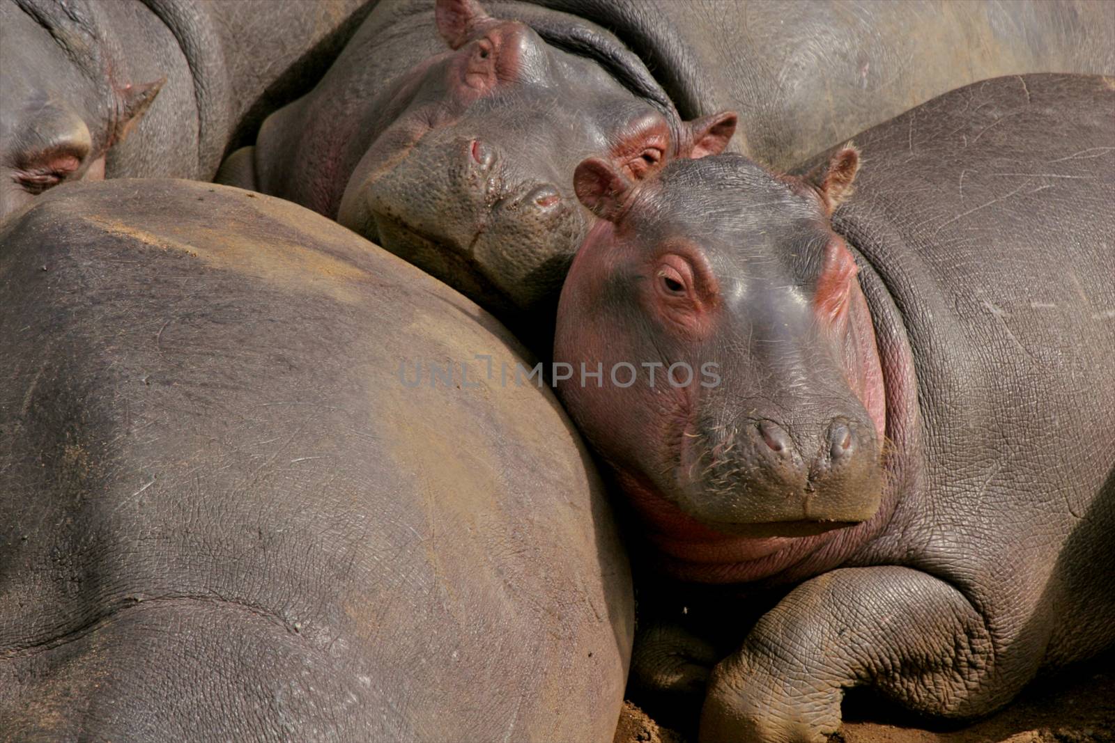 hippo in the wild