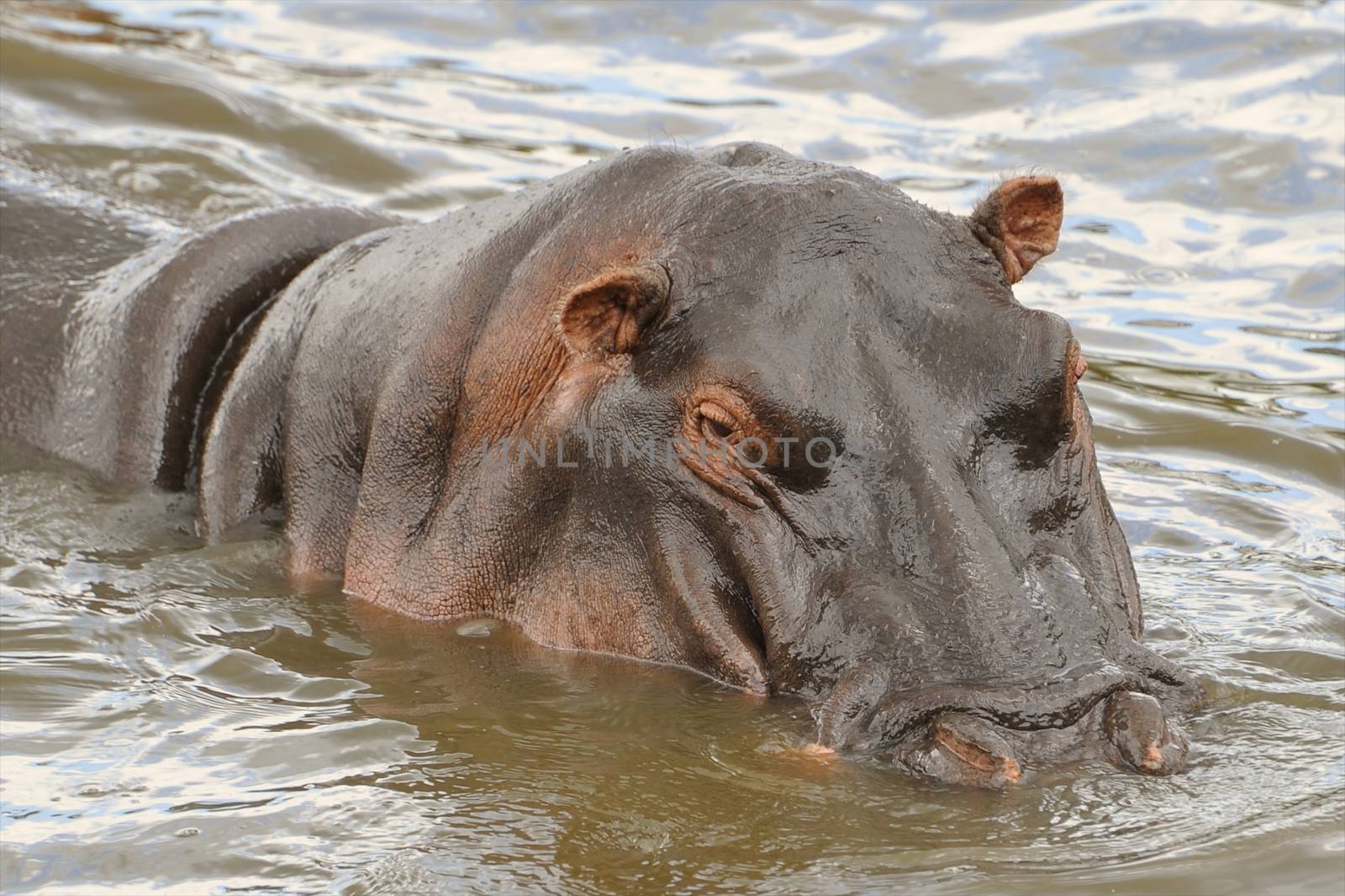 hippo in the wild