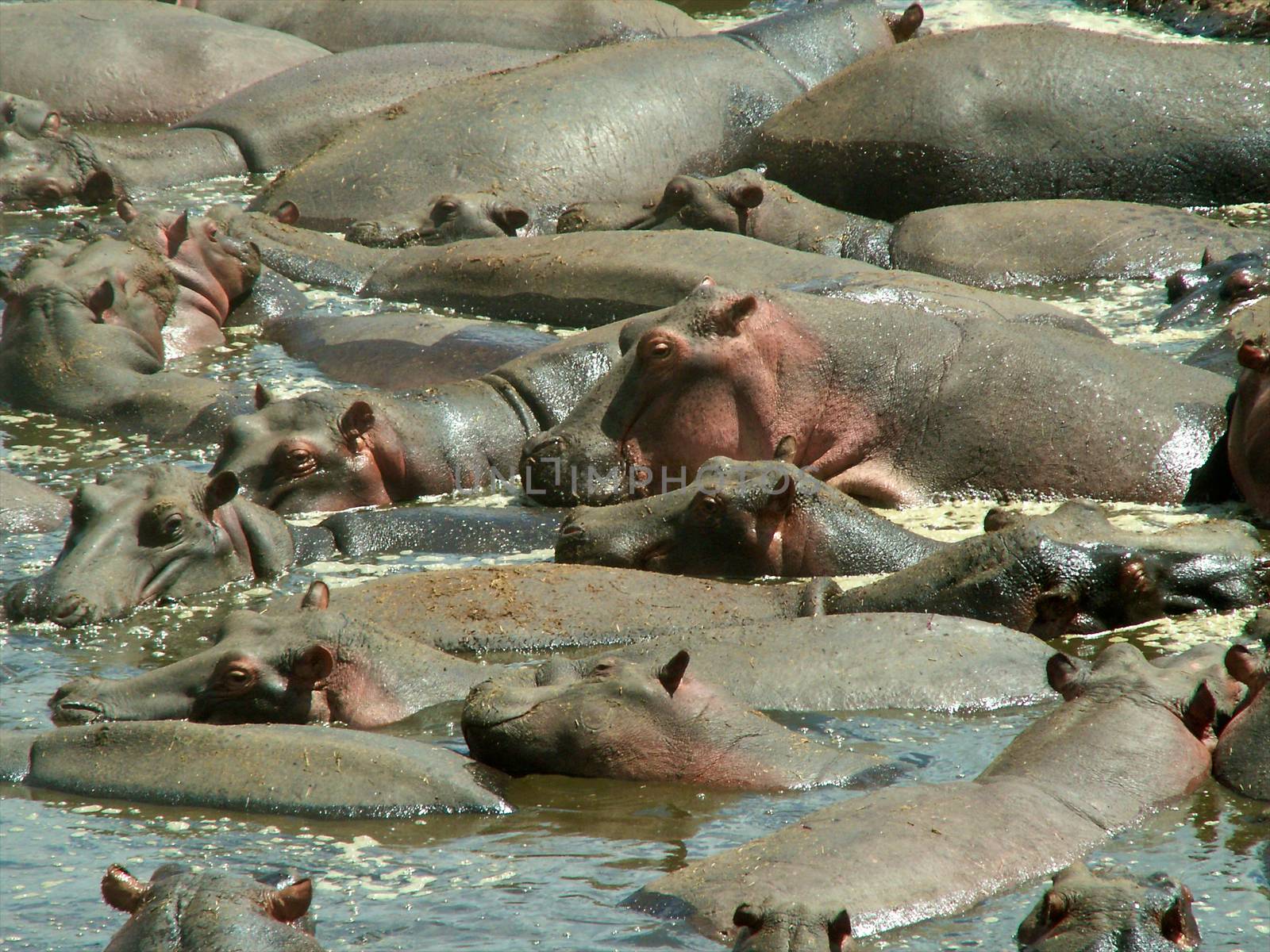 hippo in the wild