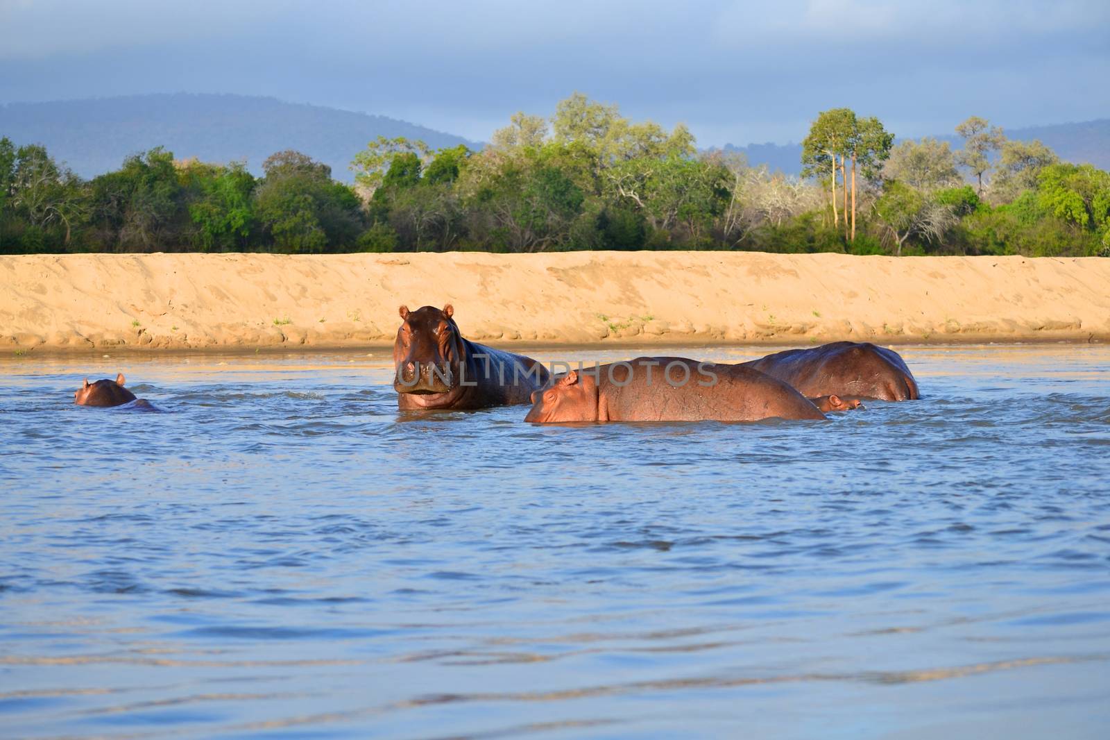 hippo in national park Tanzania by moizhusein