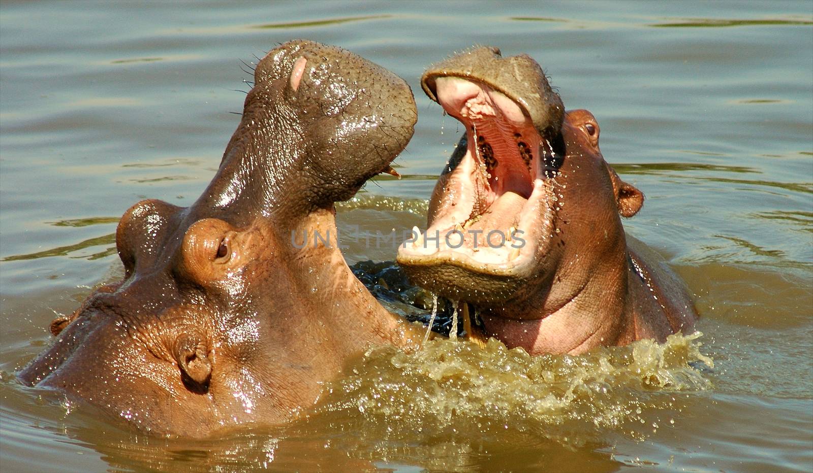 hippo in the wild
