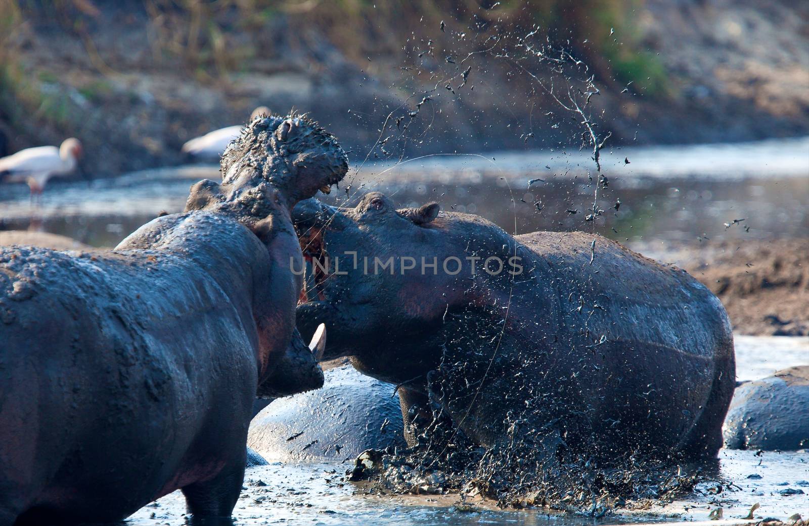 hippo in national park Tanzania by moizhusein
