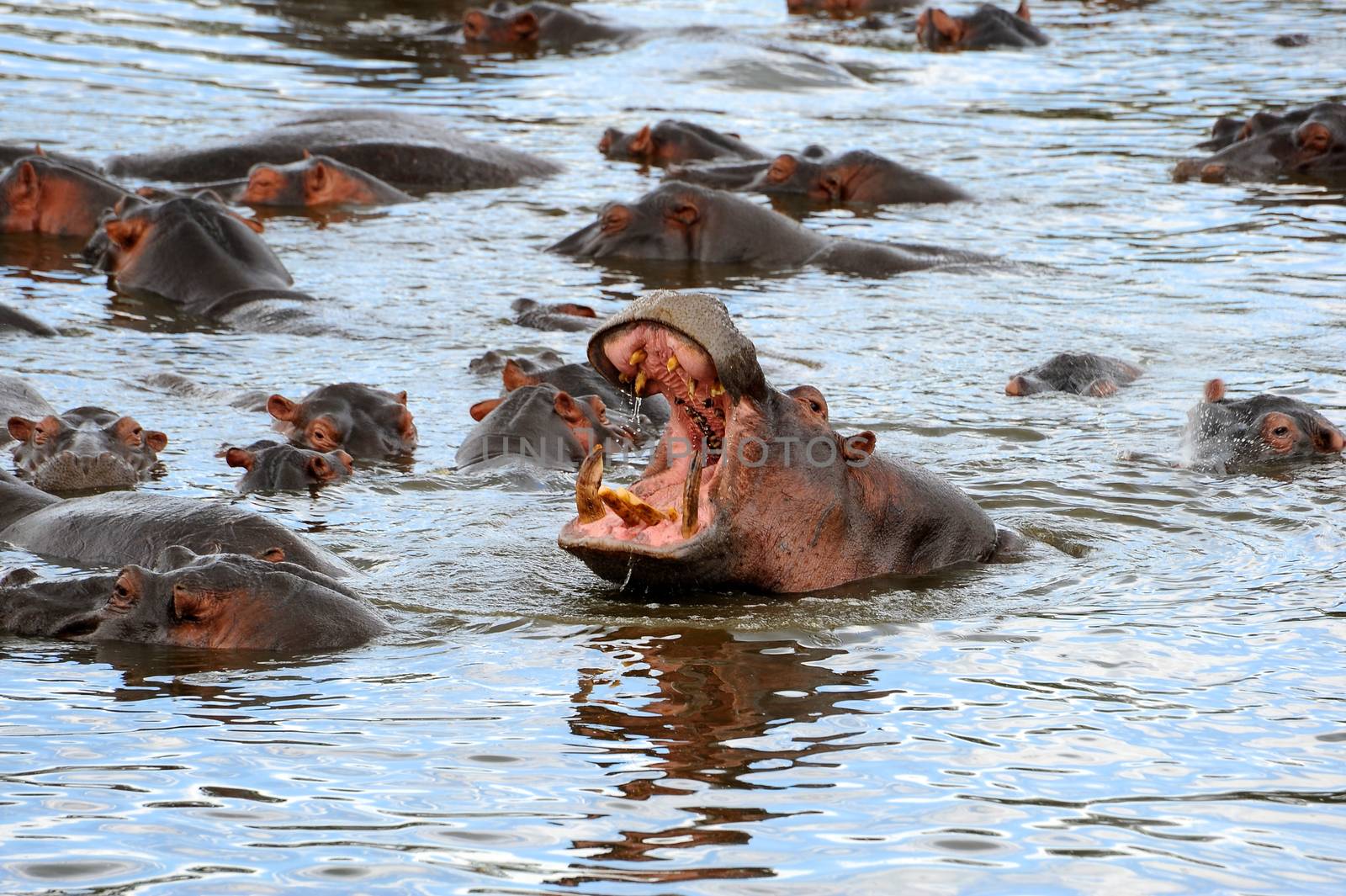 hippo in national park Tanzania by moizhusein
