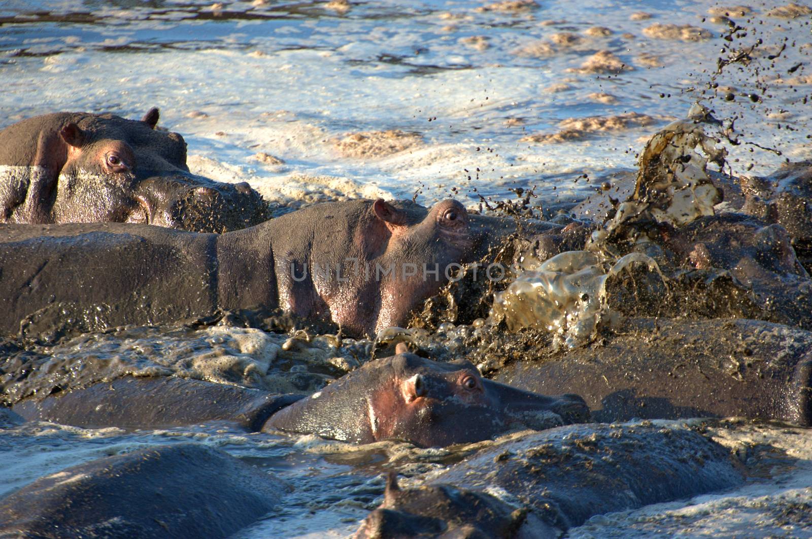 hippo in the wild