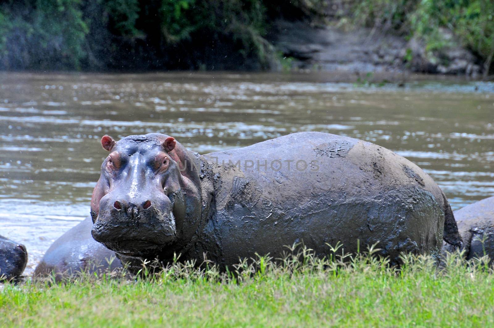 Hippo in national park Tanzania