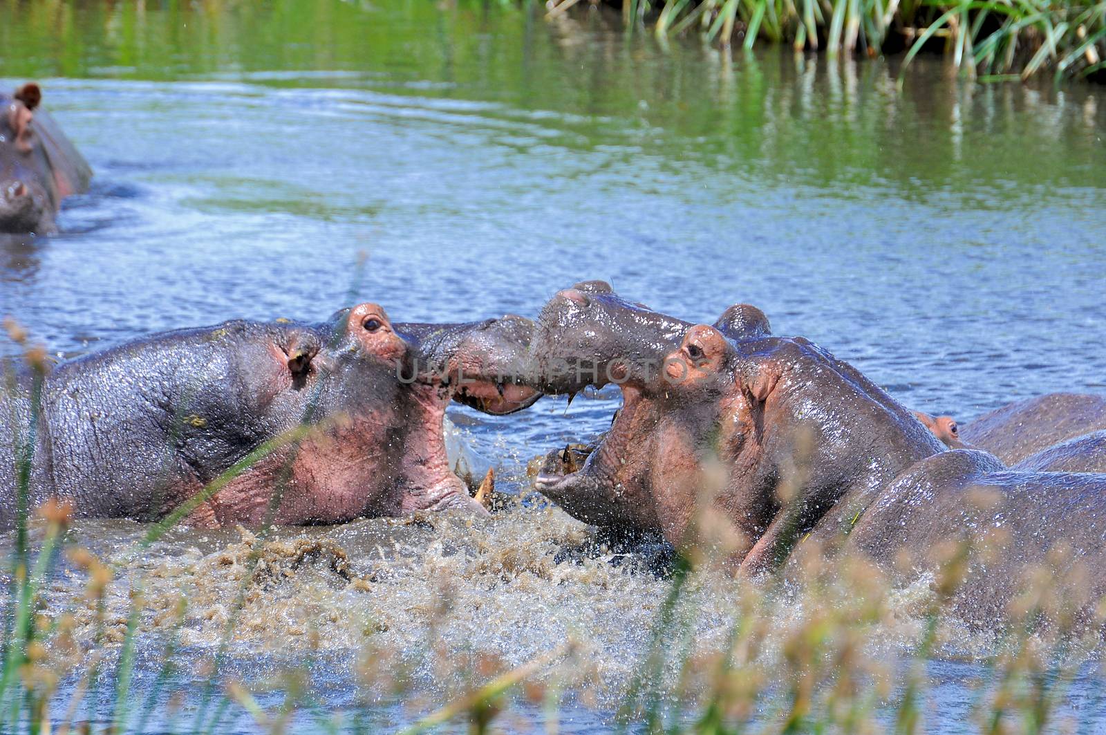 Hippo in national park Tanzania