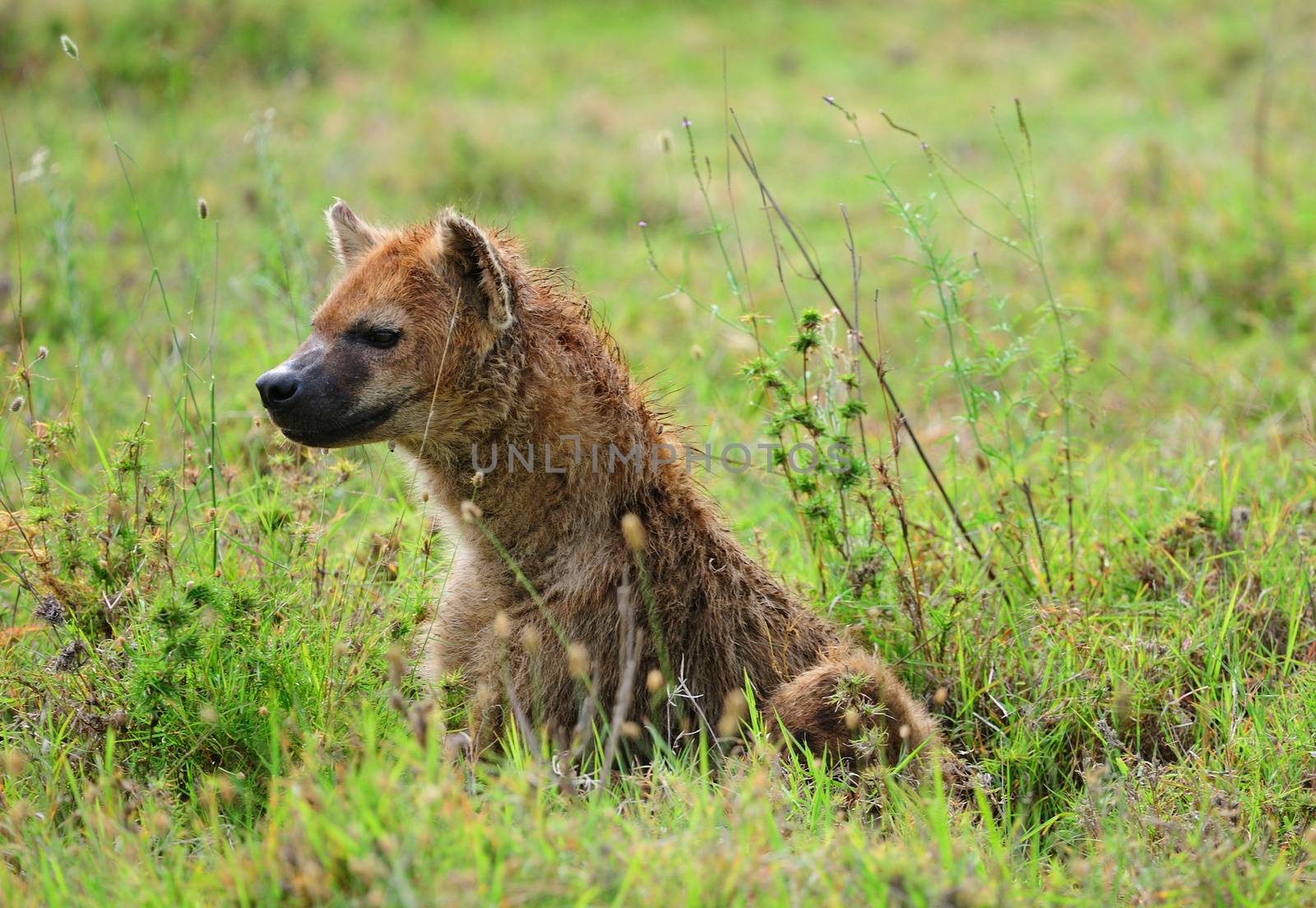 Hyena in national park Tanzania by moizhusein