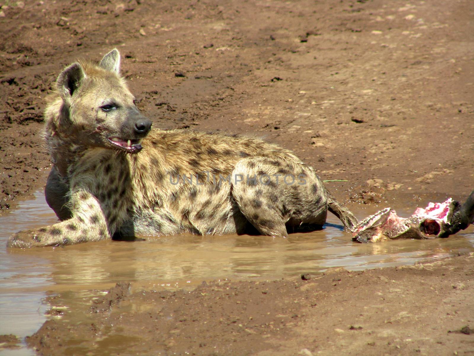 Hyena in national park Tanzania