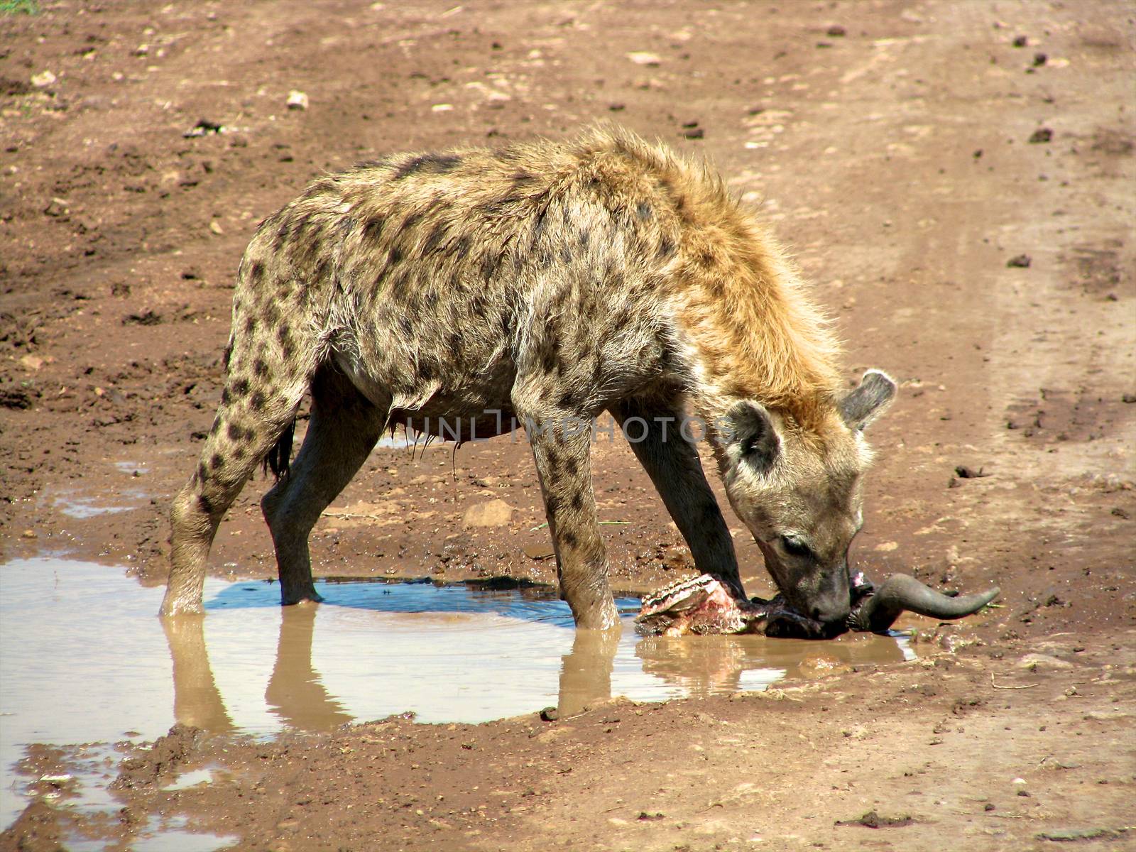 Hyena in national park Tanzania