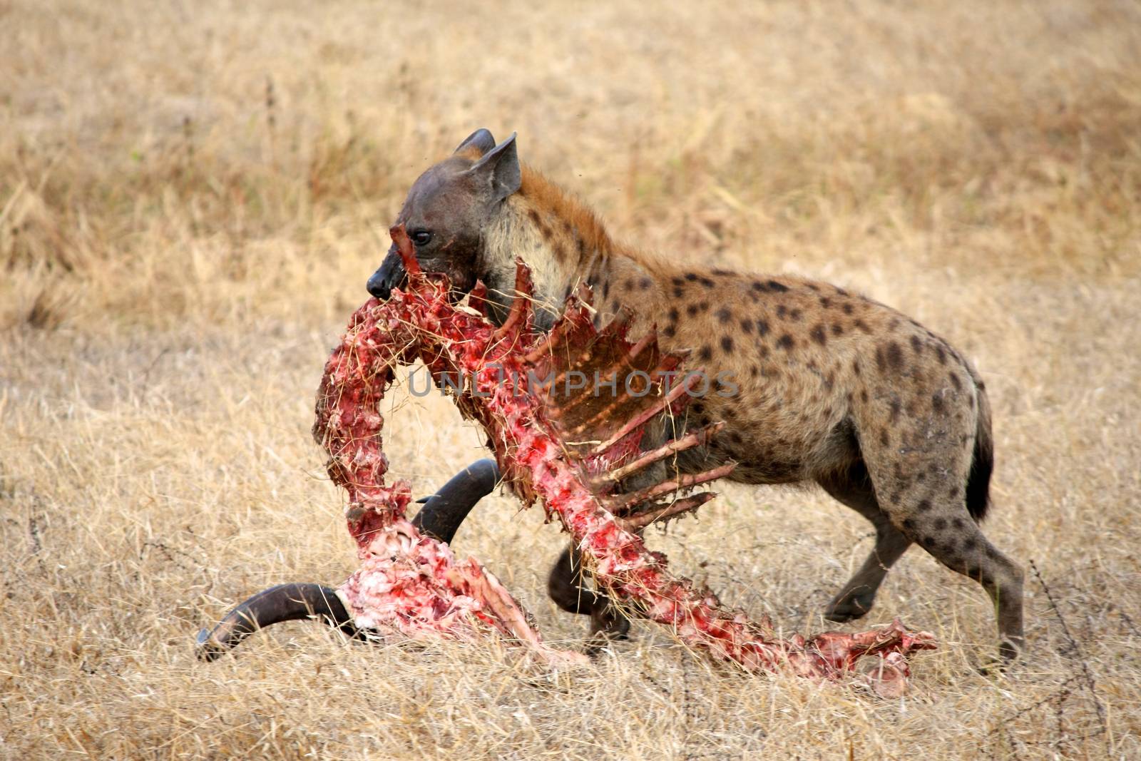 Hyena in national park Tanzania