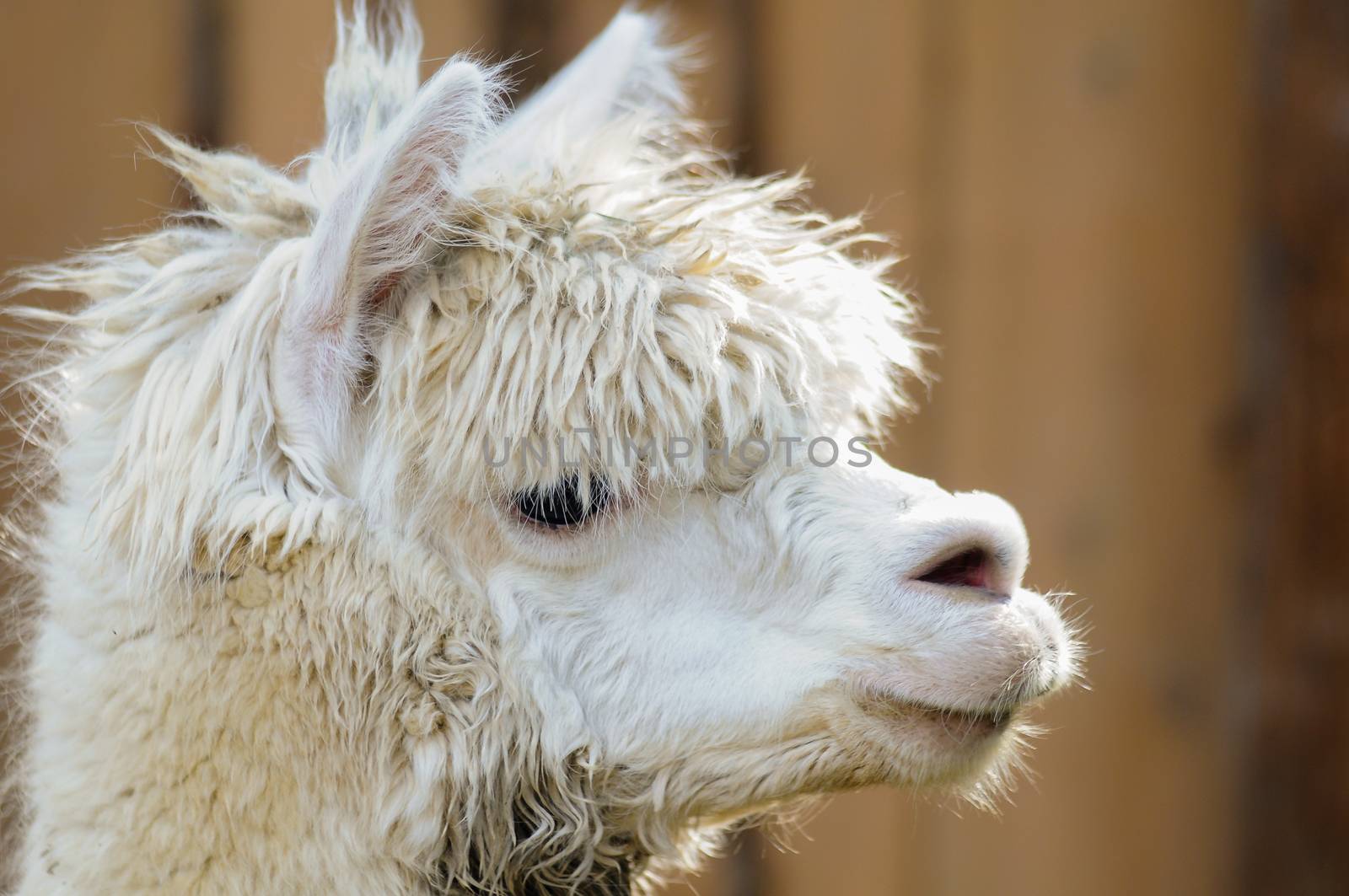 Side view of a fluffy white alpace