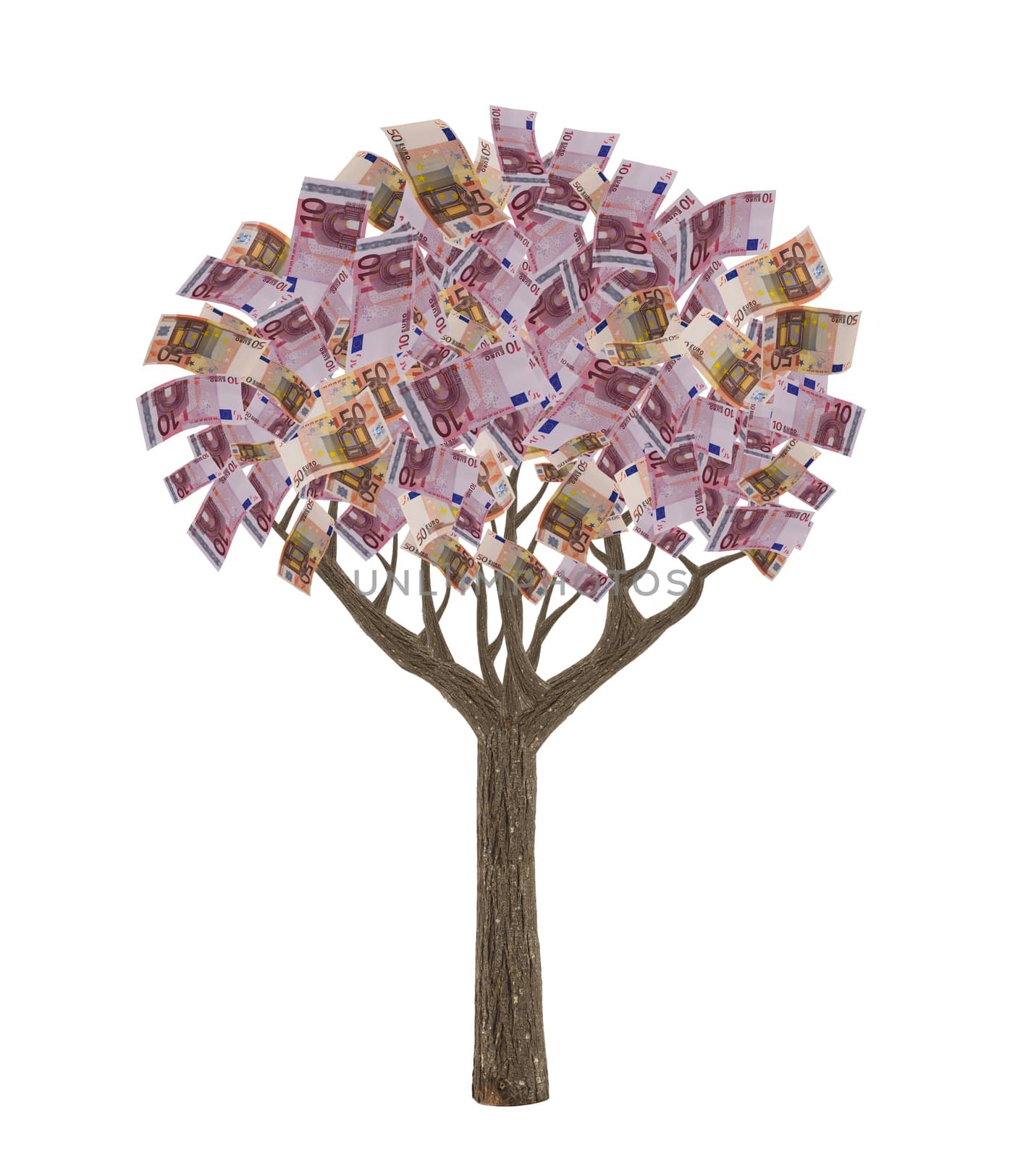  euro banknote tree  isolated  on white