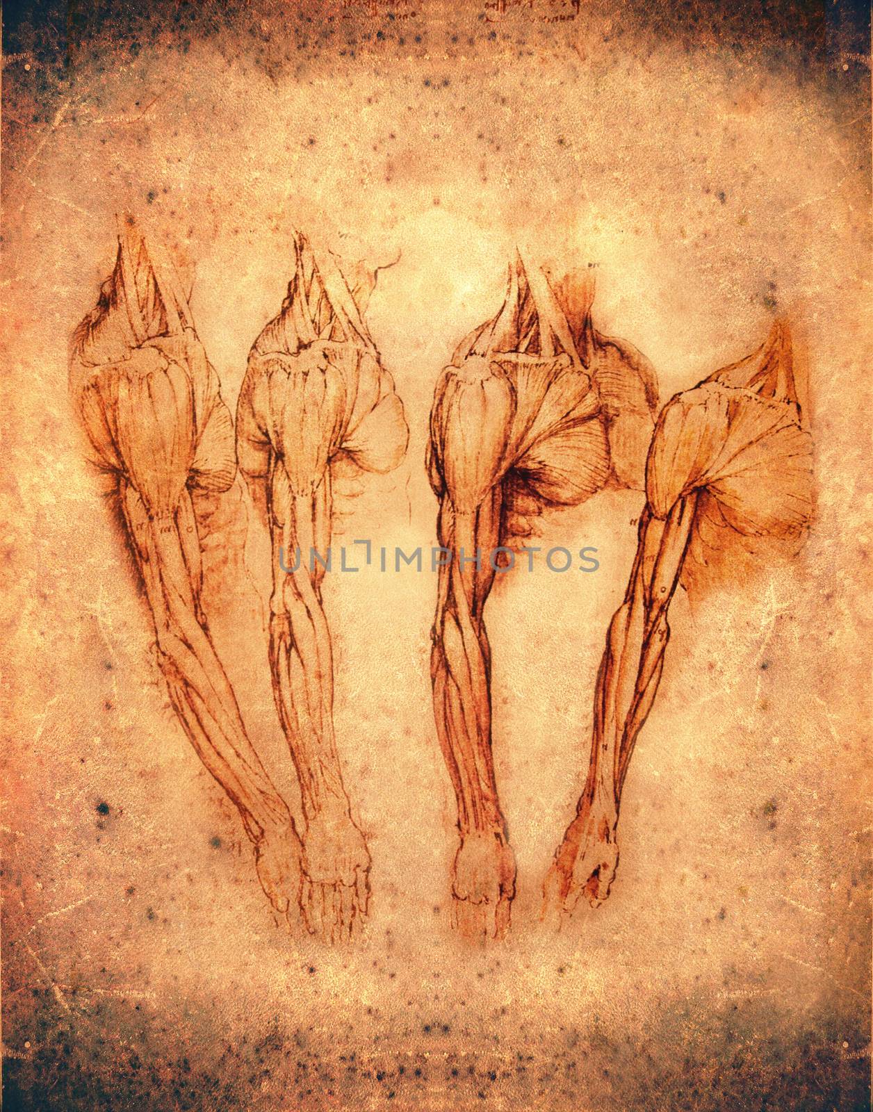 leonardo da vinci style anatomy arms