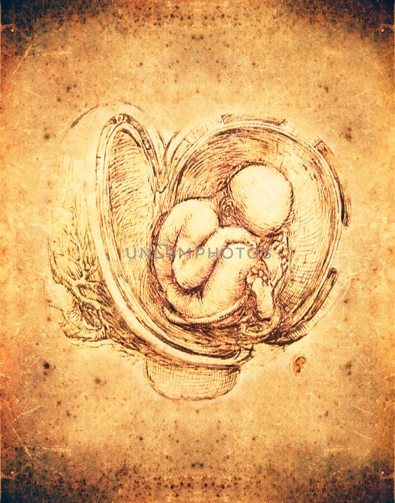 leonardo da vinci style fetus illustration
