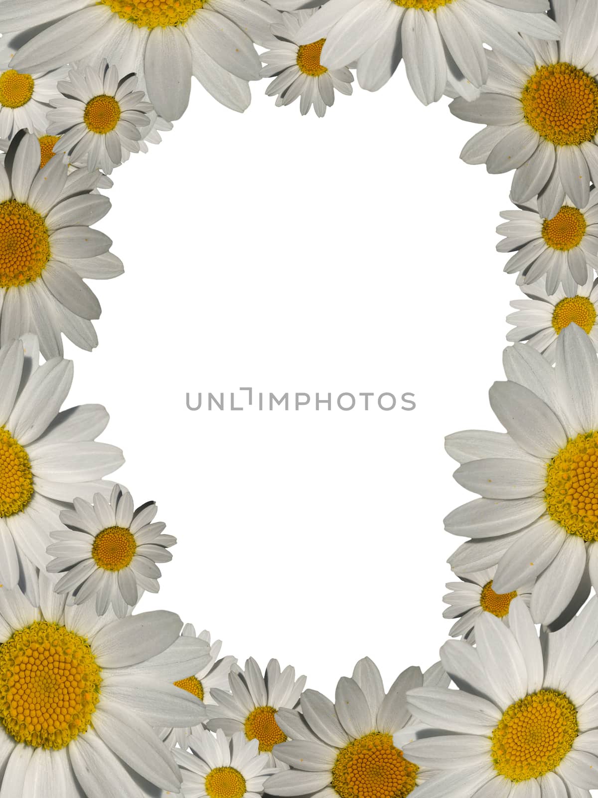 daisy picture frame with copyspace