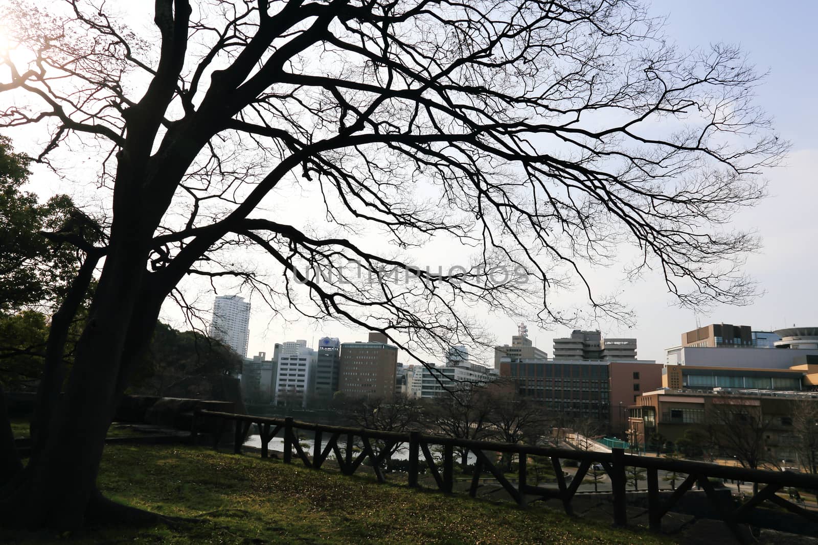 a wide view of osaka city   by rufous