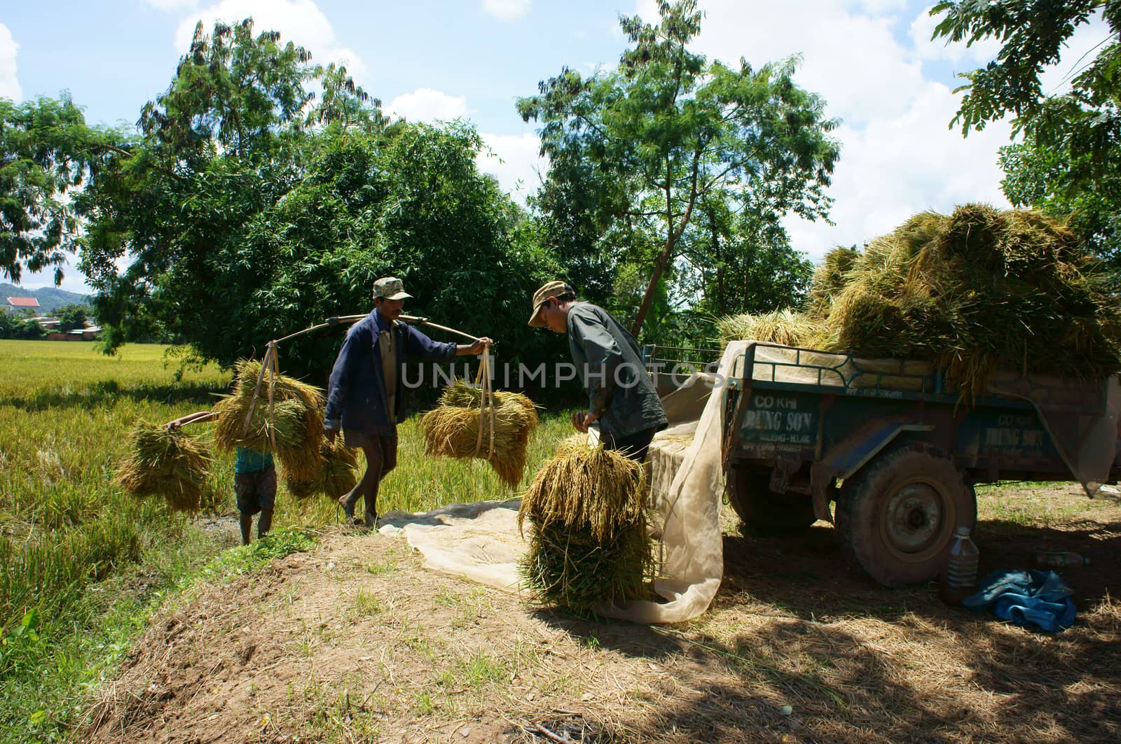 Farmer harvest rice by xuanhuongho