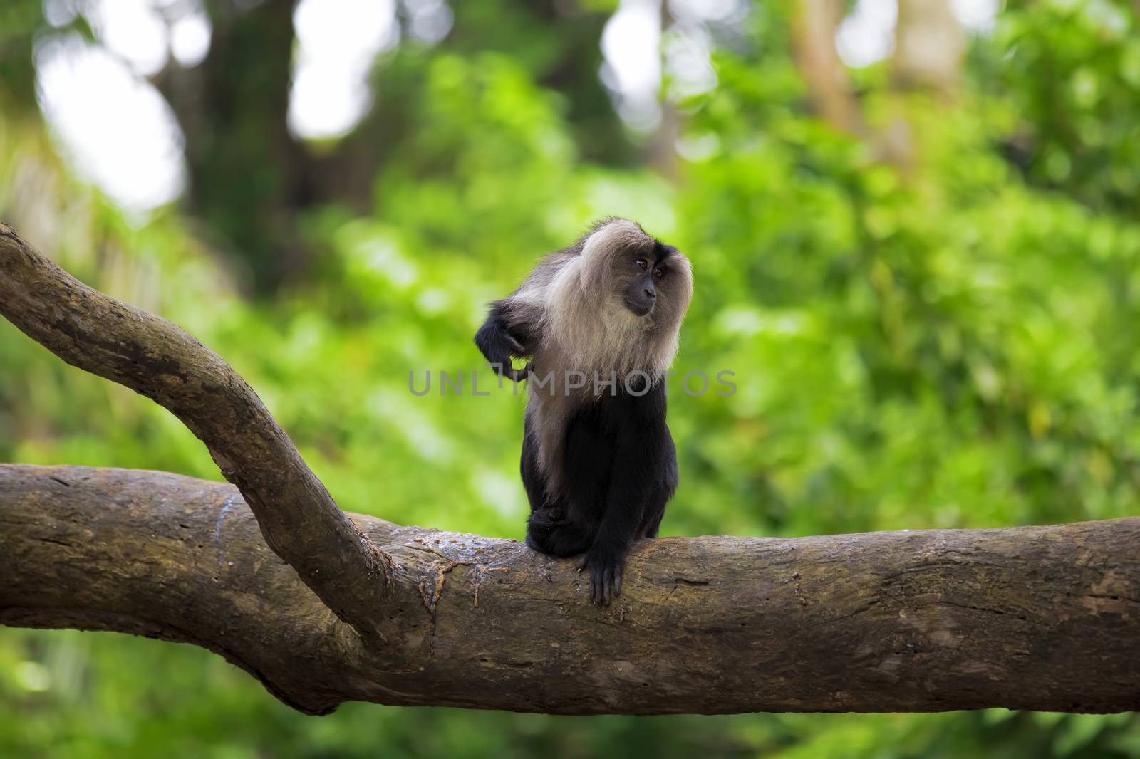 Lion-tailed Macaque sitting on a branch in the jungle