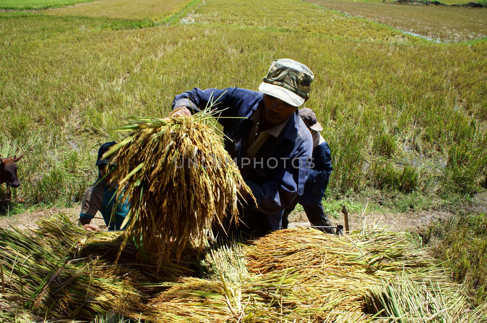 VIET NAM, ASIA - SEPTEMBER 03. Asia farmer harvest paddy on rice field,  bunch of ripe rice let in heap, a main crop more abundant than usual for comfortable life in VietNam, Asia- September 03, 2013