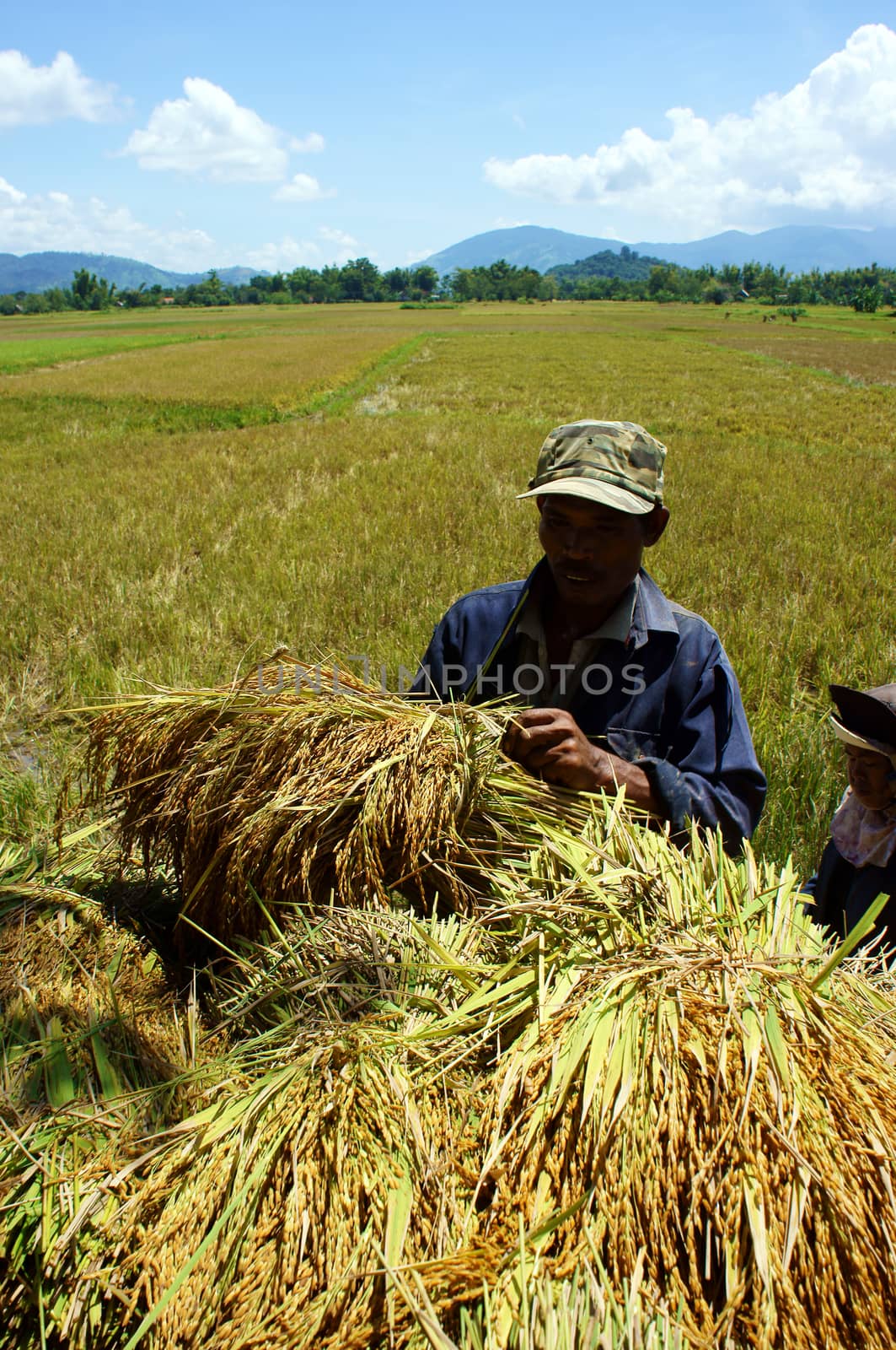 VIET NAM, ASIA - SEPTEMBER 03. Asia farmer harvest paddy on rice field,  bunch of ripe rice let in heap, a main crop more abundant than usual for comfortable life in VietNam, Asia- September 03, 2013