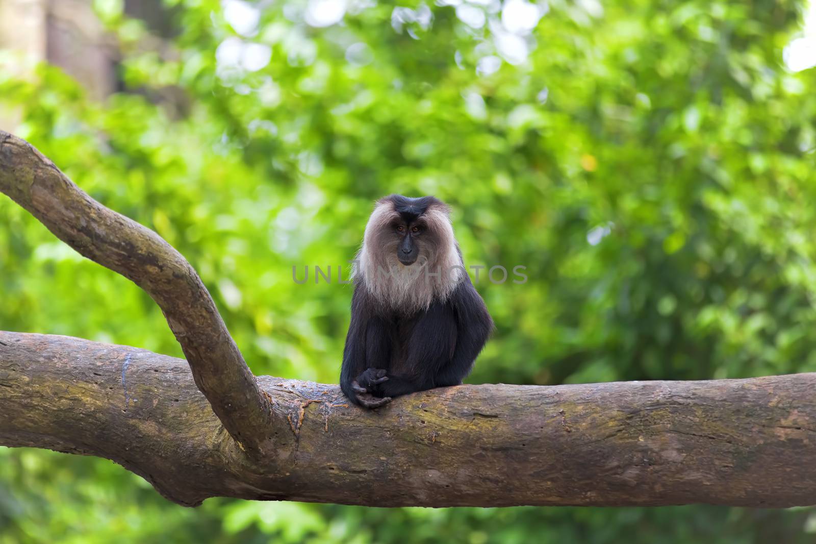 Lion-tailed Macaque by kjorgen