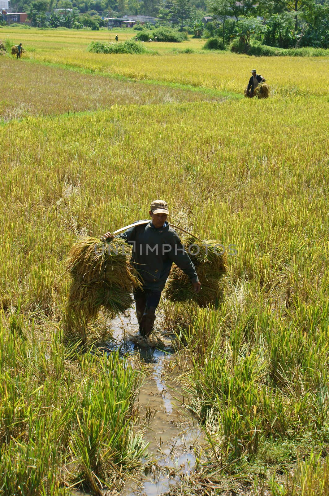 Farmer harvest rice by xuanhuongho