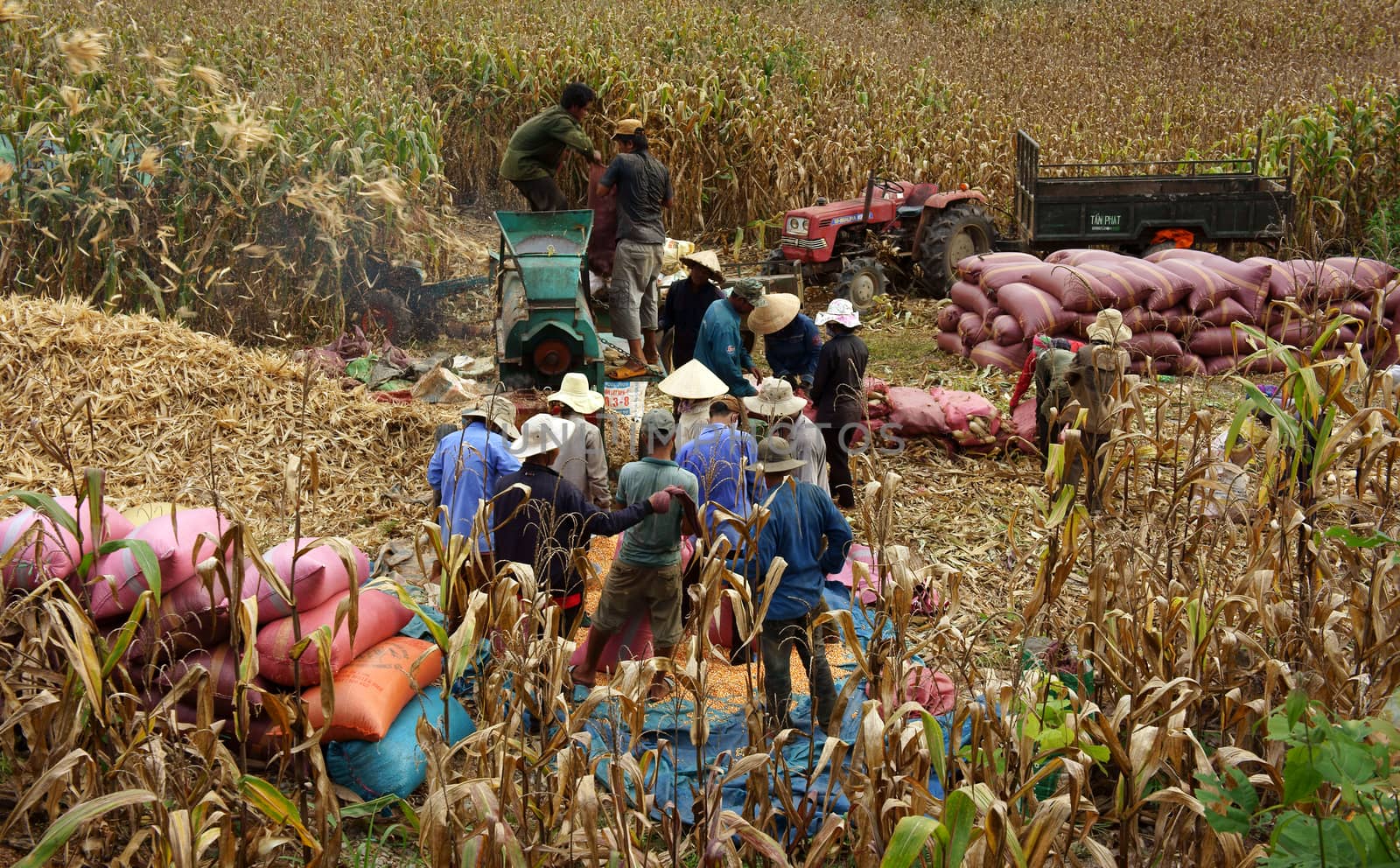 farmer harvesting corn on farmland  by xuanhuongho