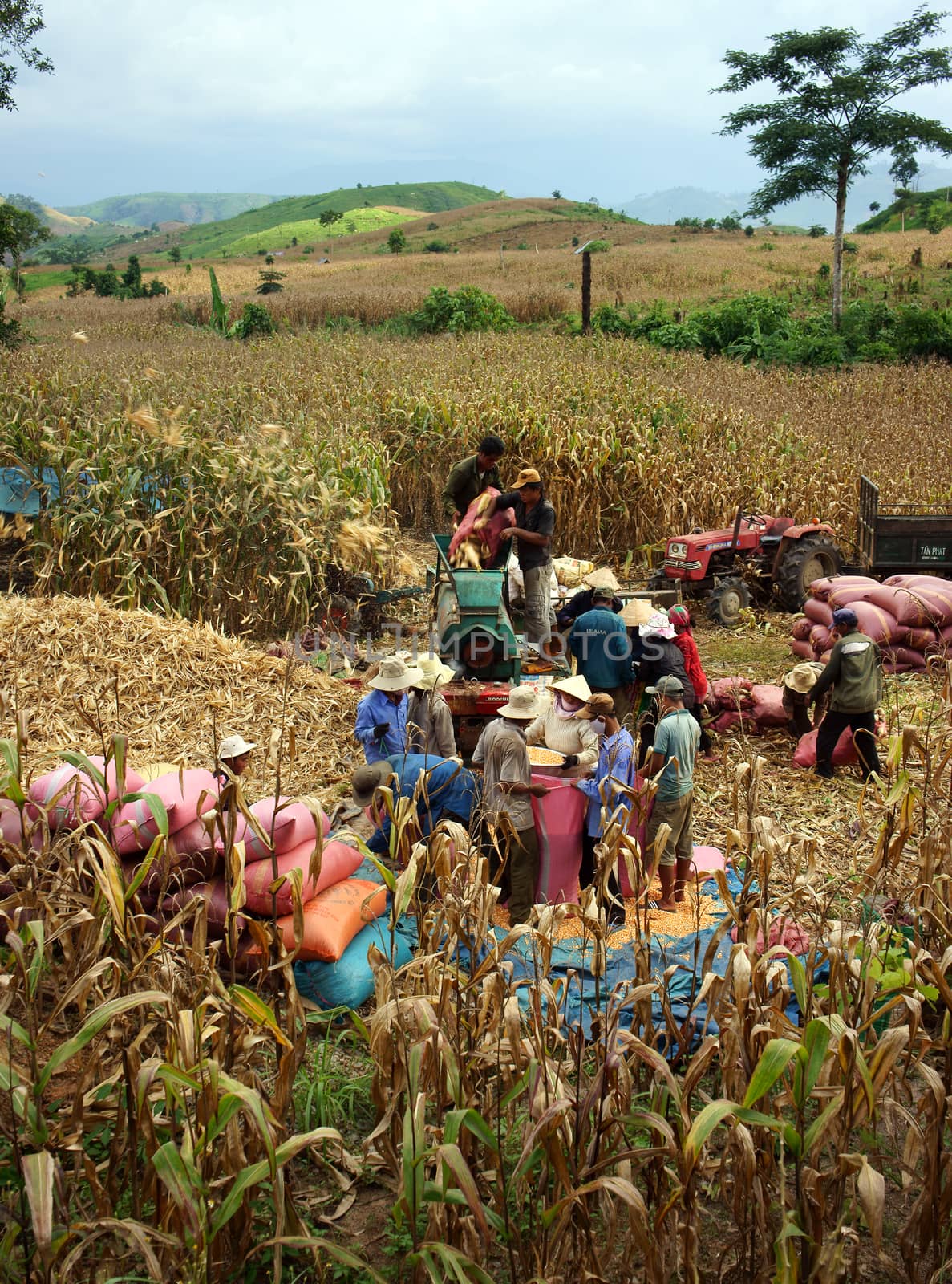 farmer harvesting corn on farmland  by xuanhuongho