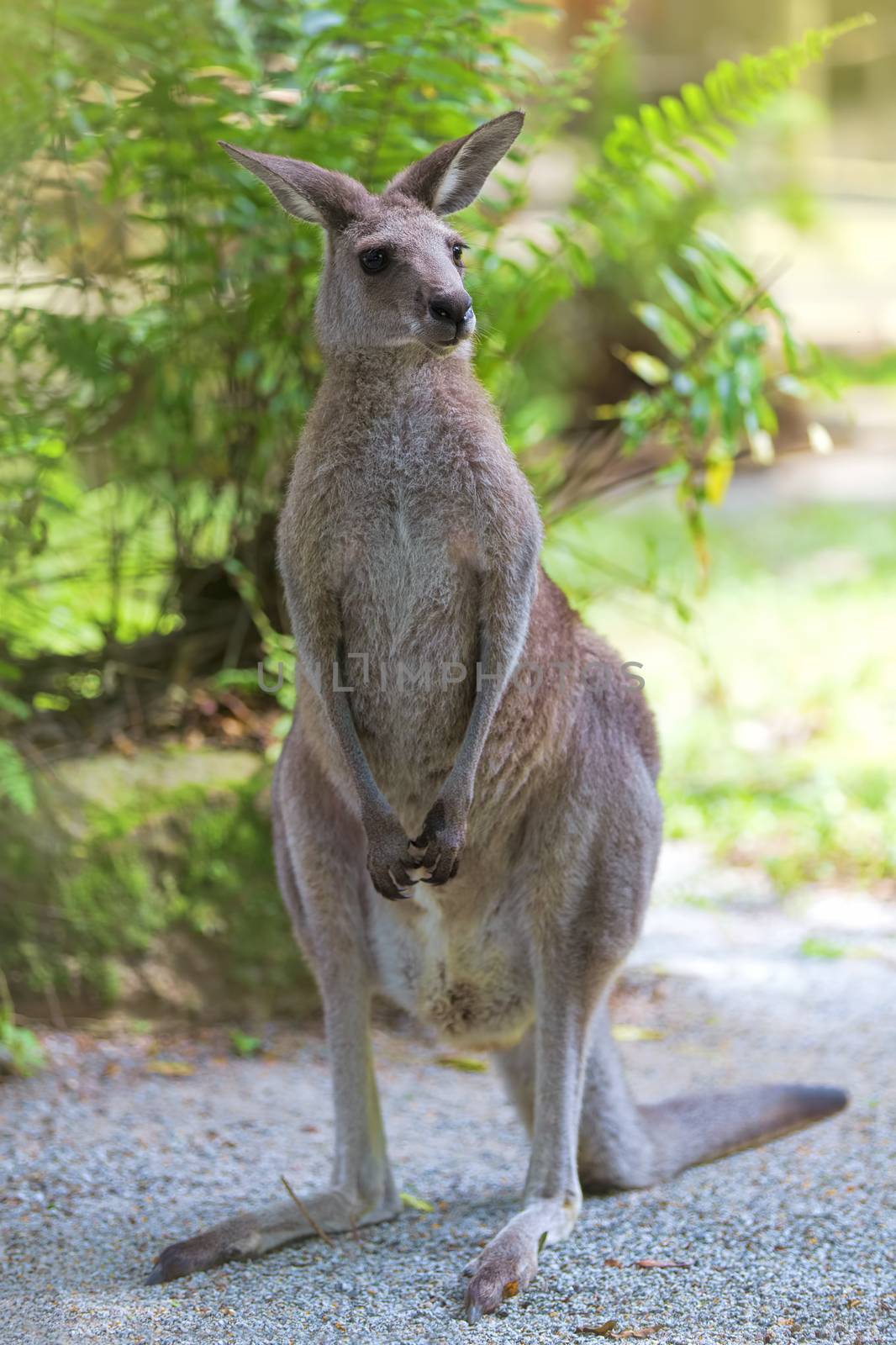 Eastern Grey Kangaroo in the wild in Australia