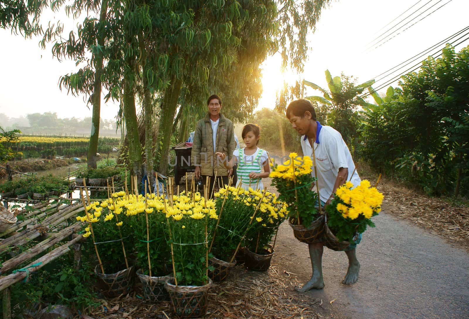 SA DEC, VIET NAM - JANUARY 26: Farmer working on flower farm, flower blossom in yellow, Sa Dec, Viet Nam,  January 26, 2013