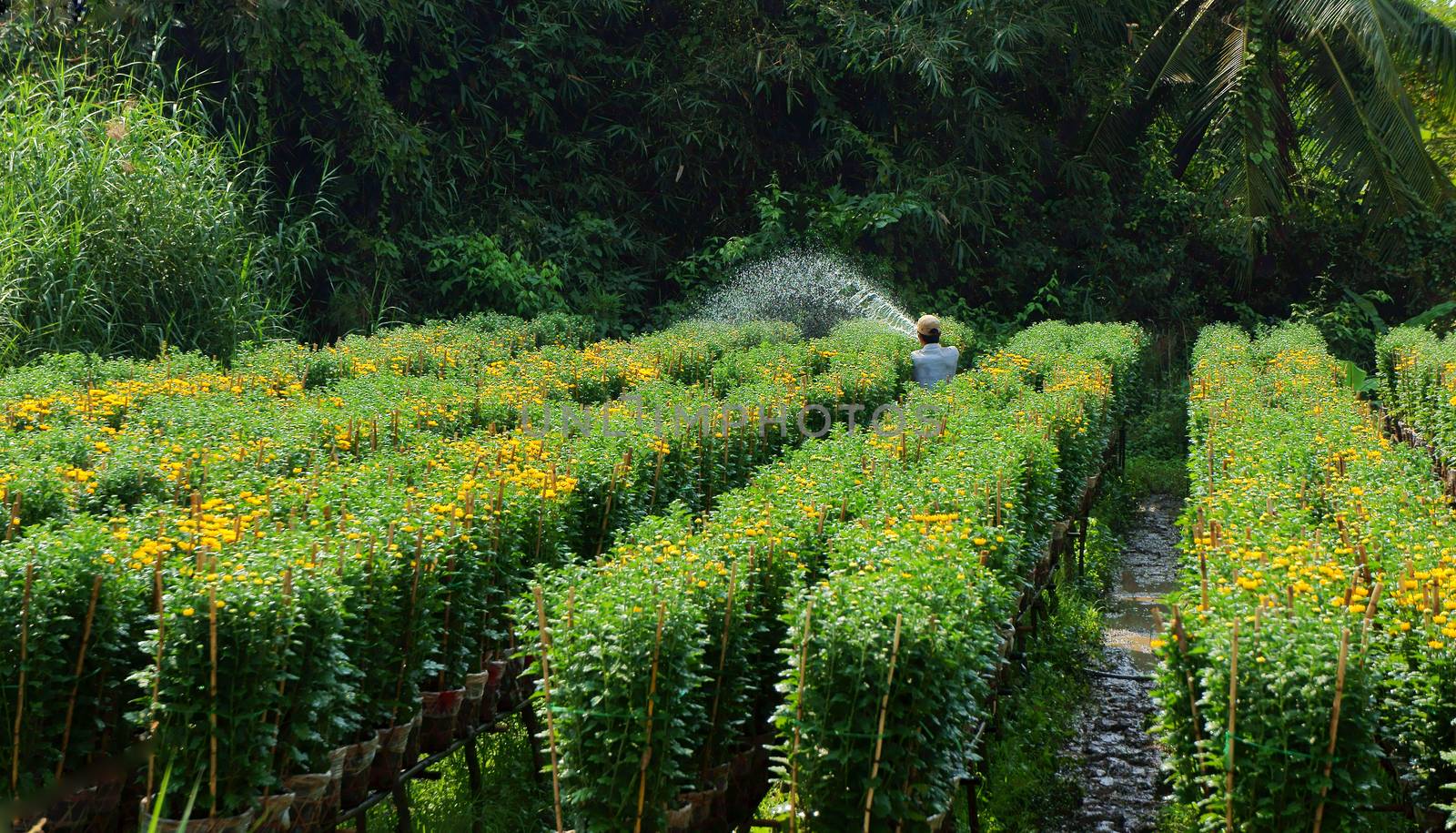 SA DEC, VIET NAM - JANUARY 26: Farmer working on farmland, he watering the plant for daisy flower tree in Sadec on January 26, 2013