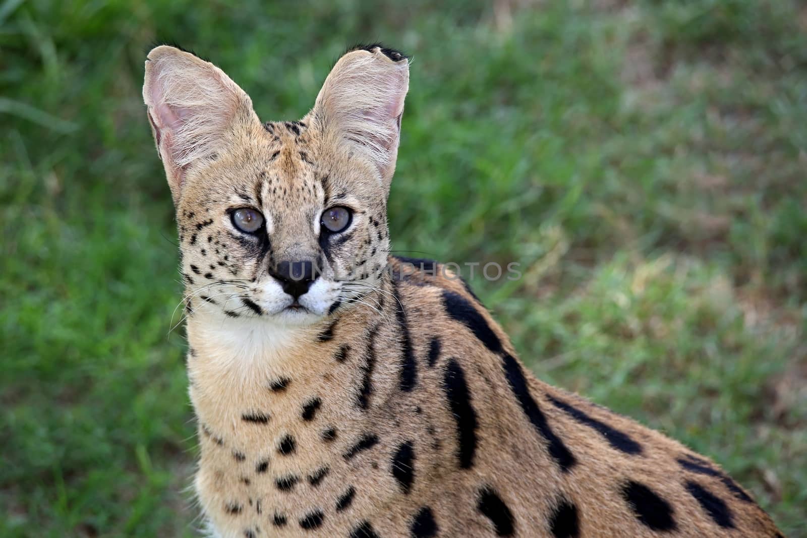 Beautiful Serval wild cut with pretty fur and eyes