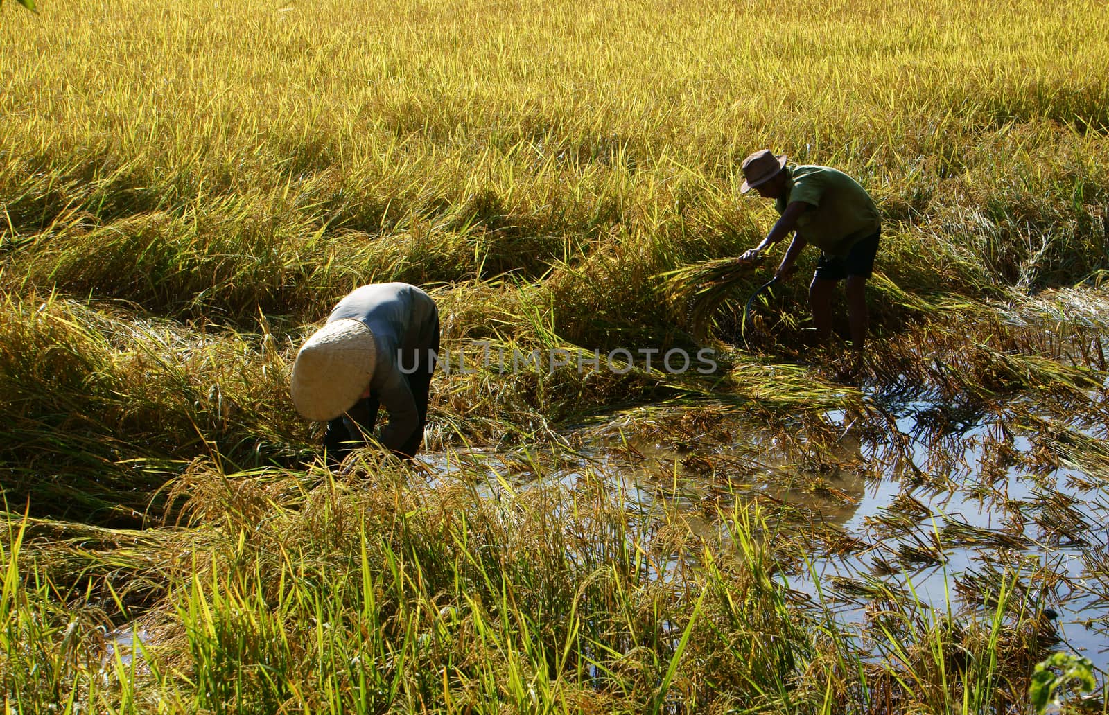 AN GIANG, VIET NAM, NOVEMBER 14: Farmers harvesting rice on paddy field, they  work in manual, cut every bunch of rice to harvest in An Giang, Viet Nam on November 14, 2013