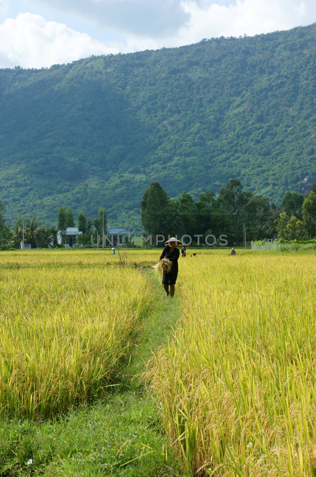 Farmer working on the reap rice field by xuanhuongho