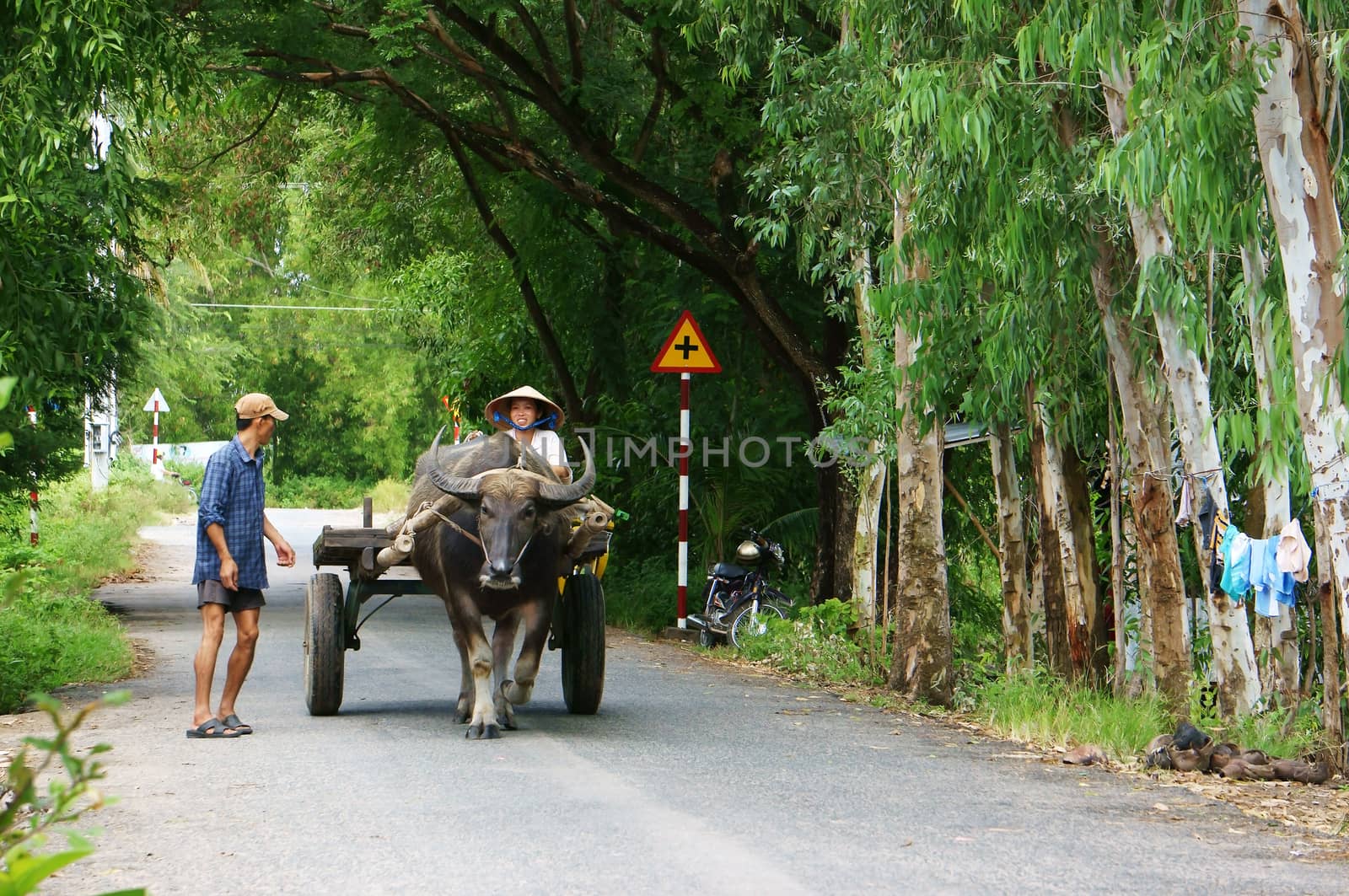 farmer riding buffalo cart on country road by xuanhuongho