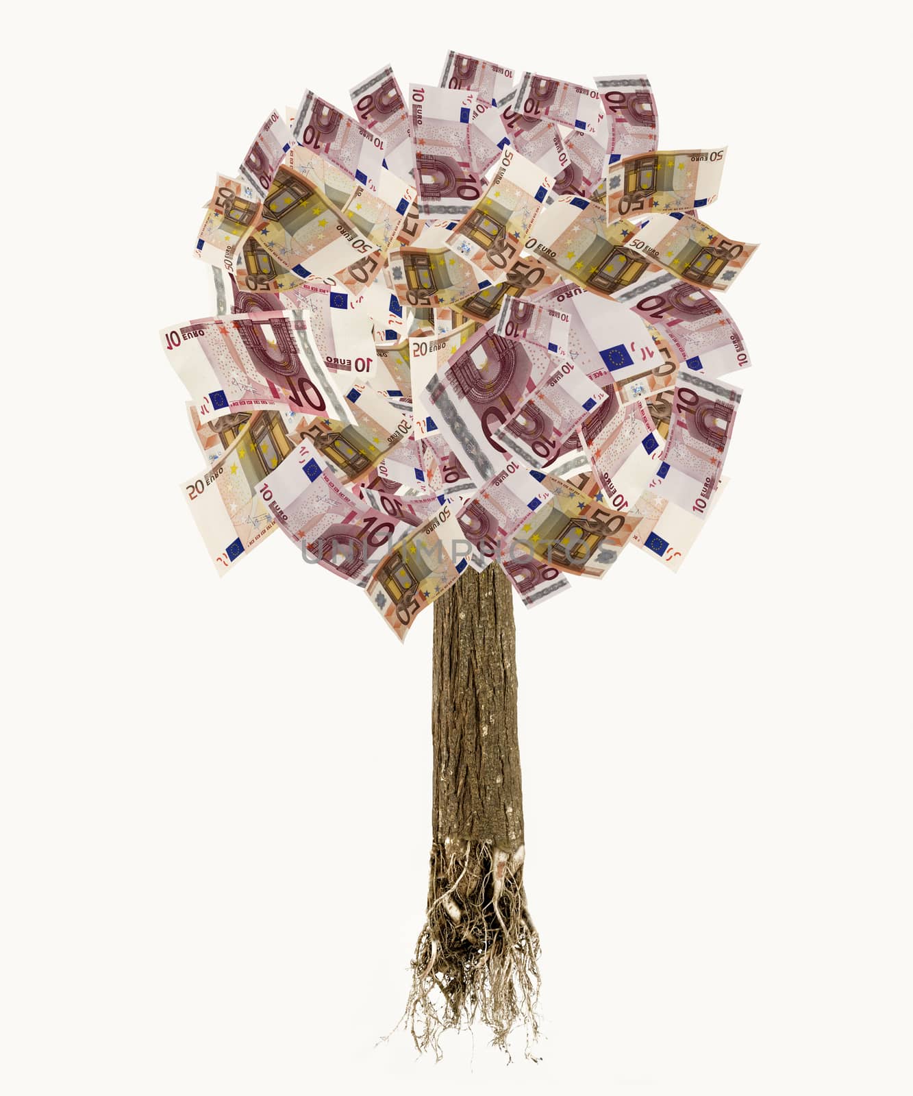 isolated euro banknote tree with roots