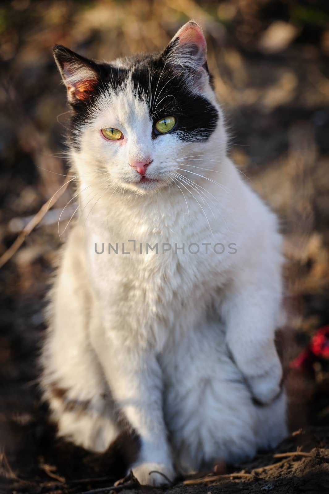 black and white urban stray cat sitting at ground