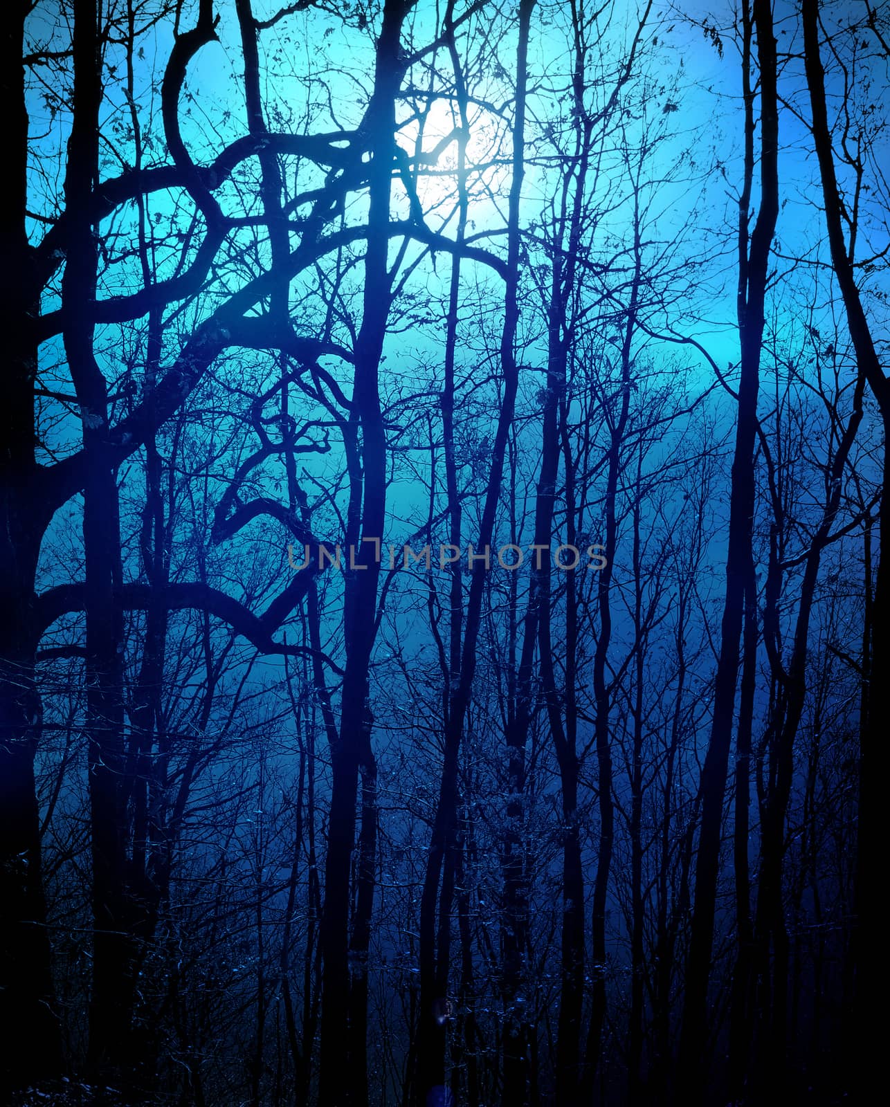 dark forest by sette