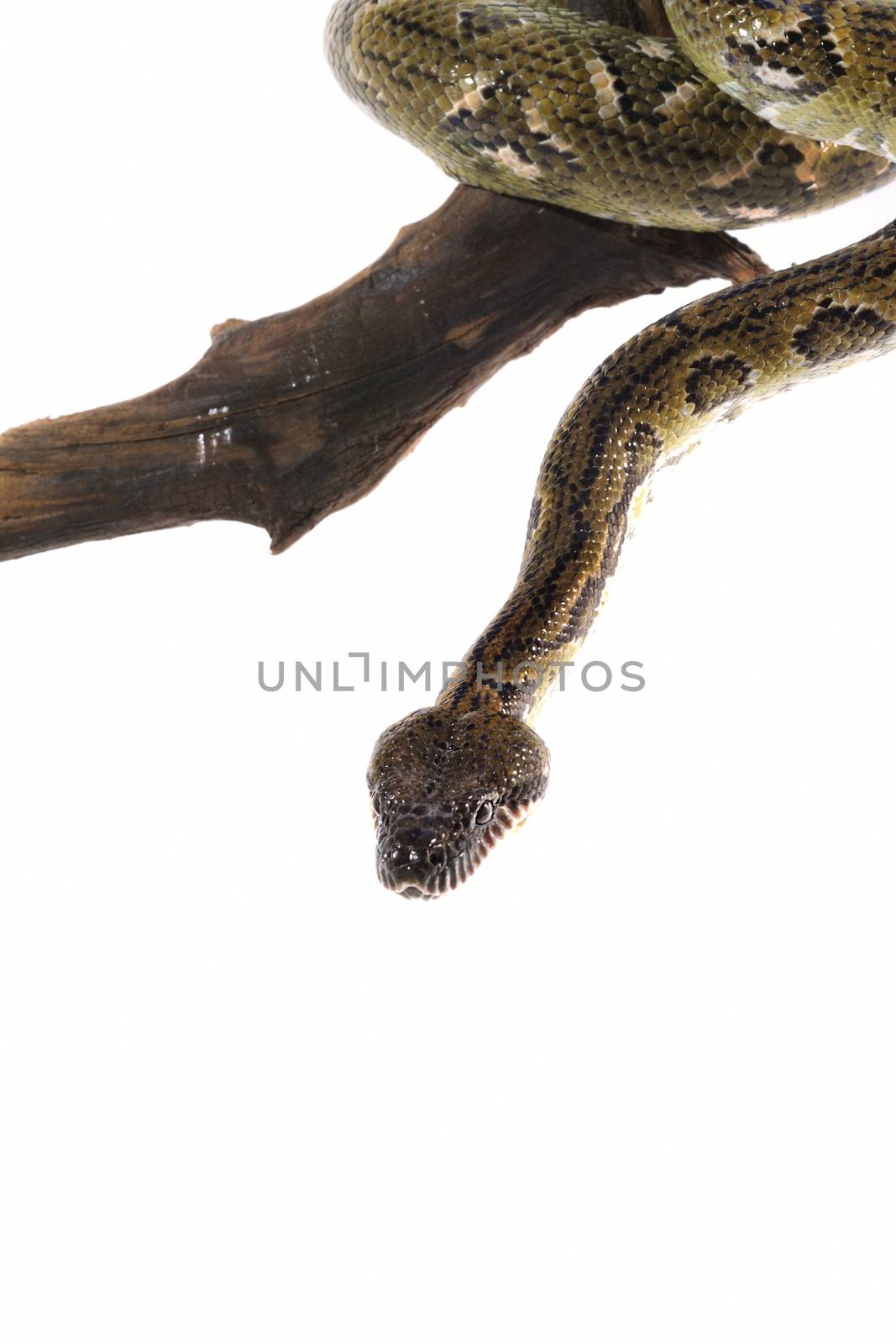Pastel snake python reptile wild animal
