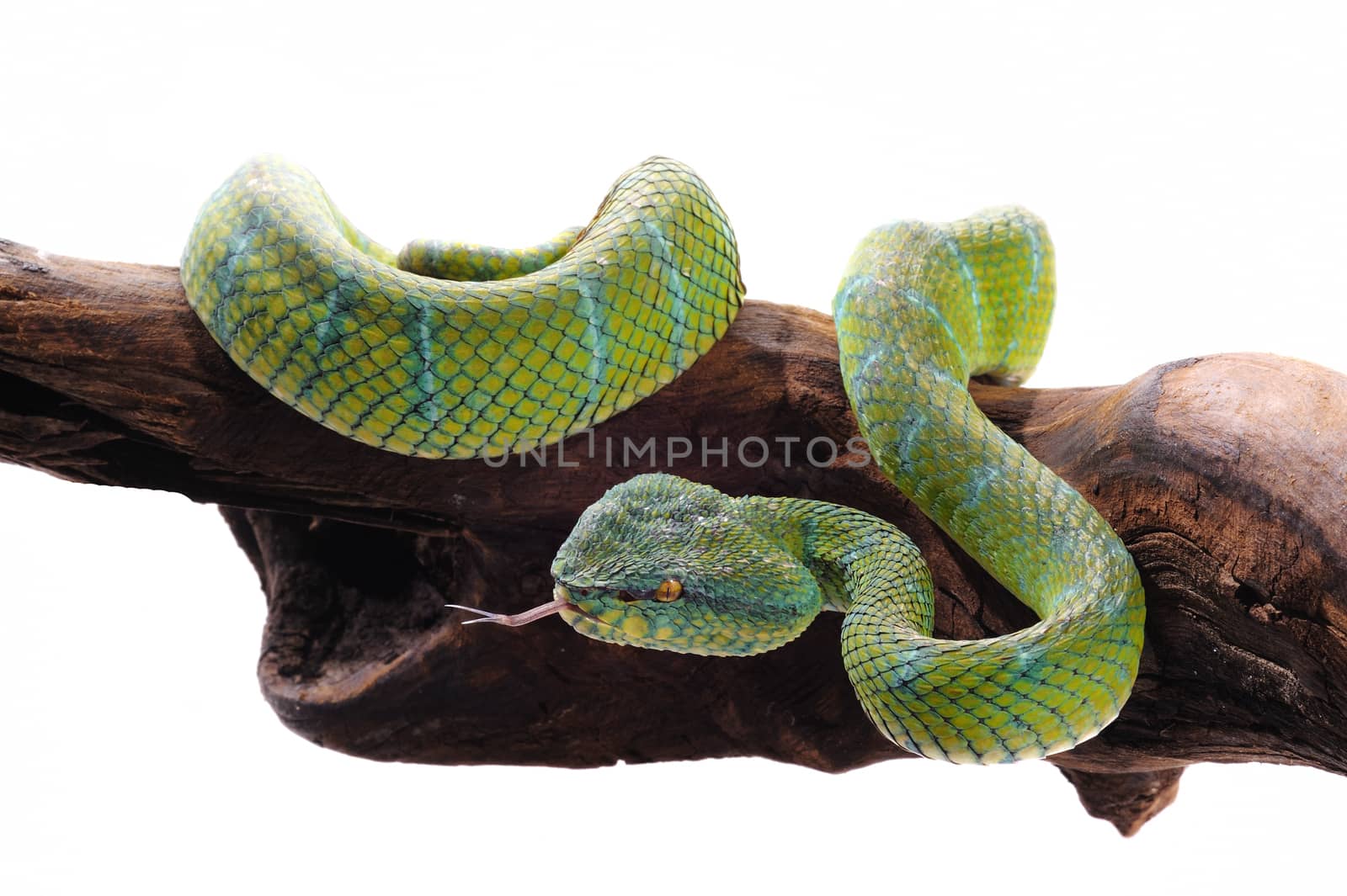 Wagler pit viper by untouchablephoto